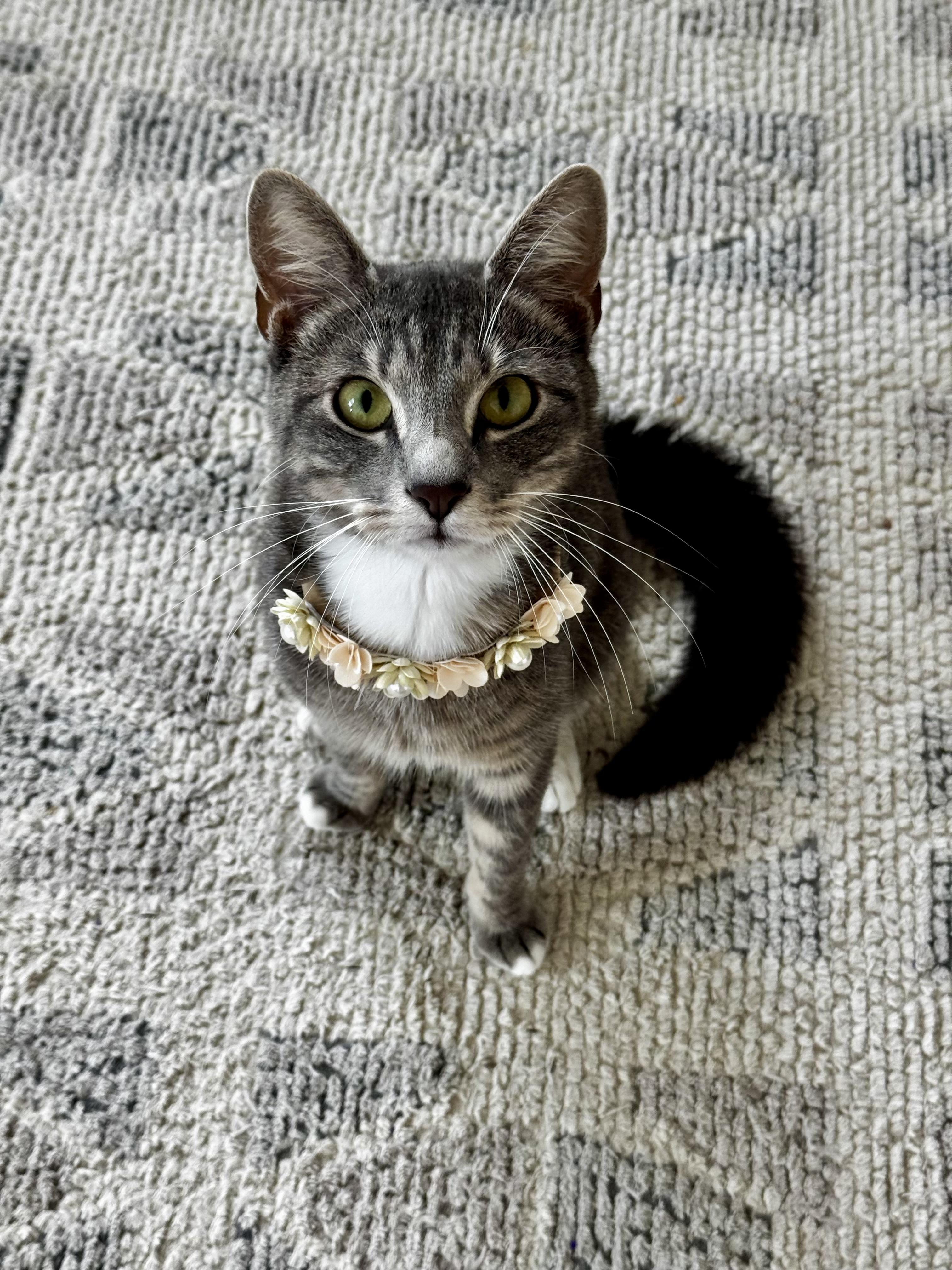 Stormi, Adopted, Adult Female Domestic Short Hair.