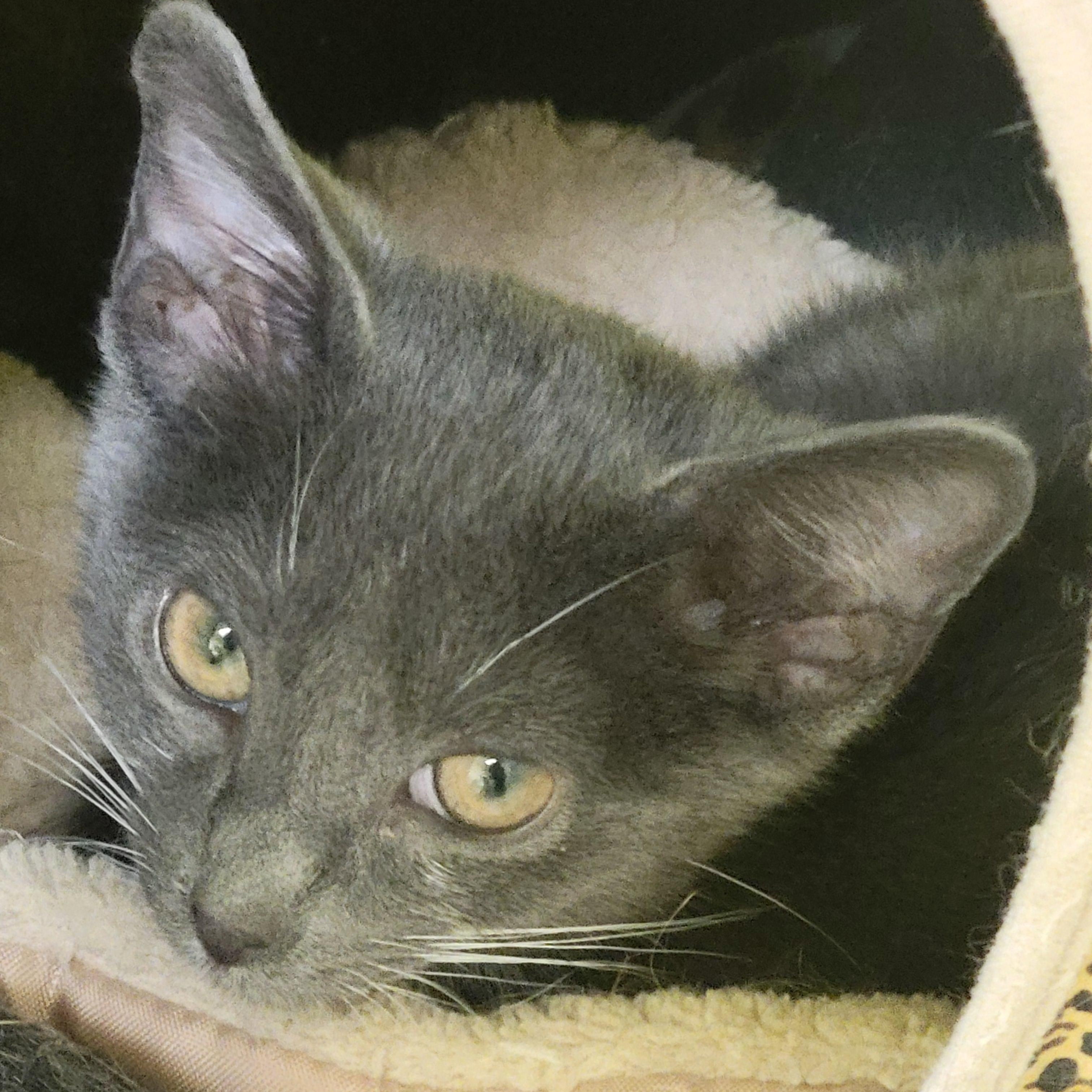 Mittens, a ADOPTABLE Domestic Short Hair in Memphis, TN image 2/2