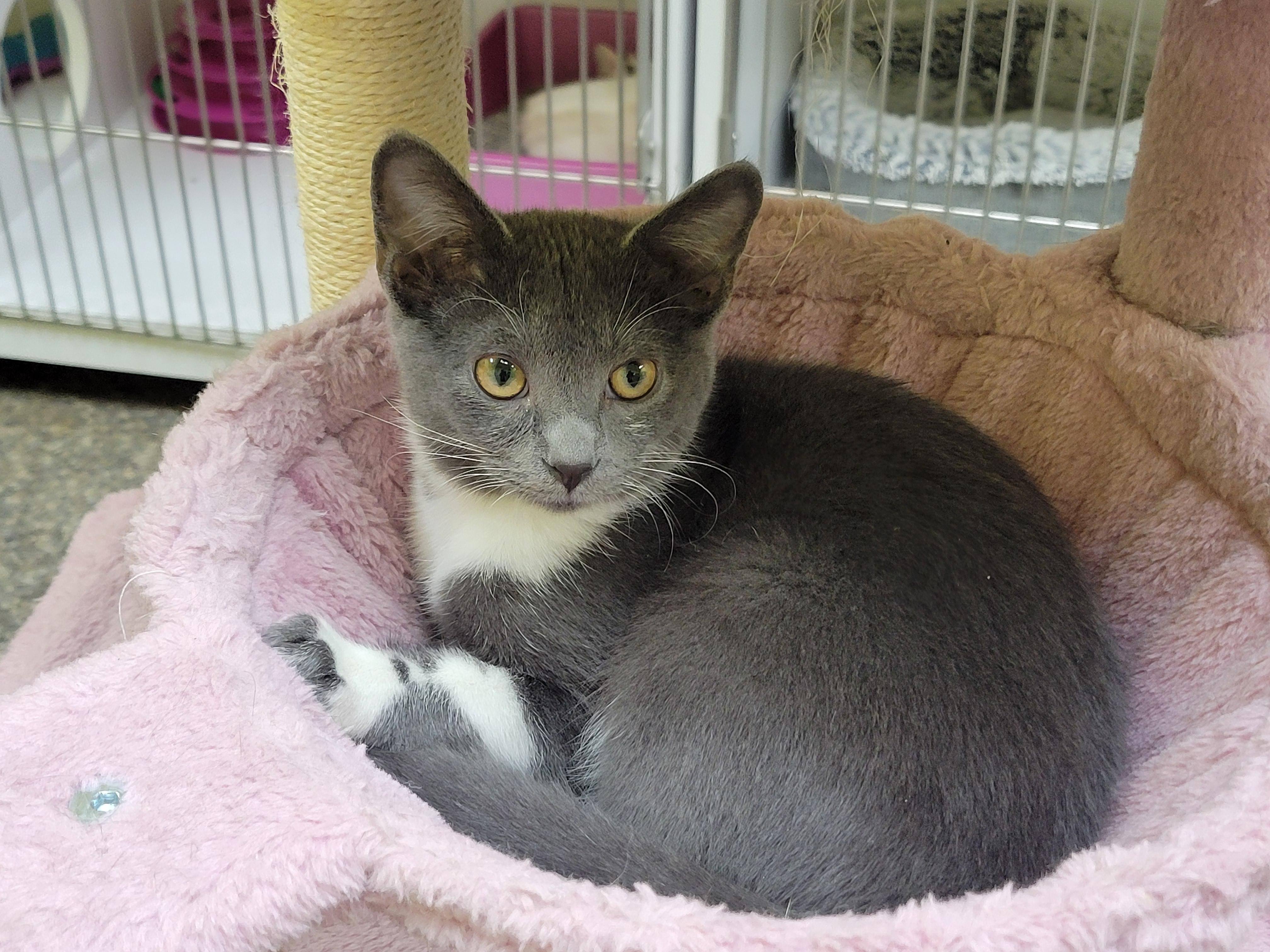 Enlarge Mittens, a ADOPTABLE Domestic Short Hair in Memphis, TN image 3/3