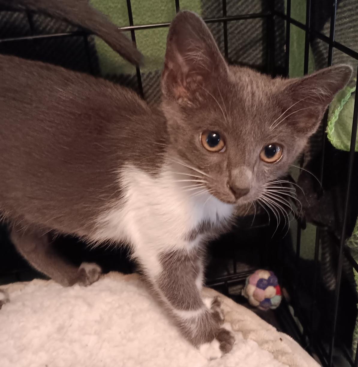 Mittens, ADOPTABLE, Kitten Female Domestic Short Hair.