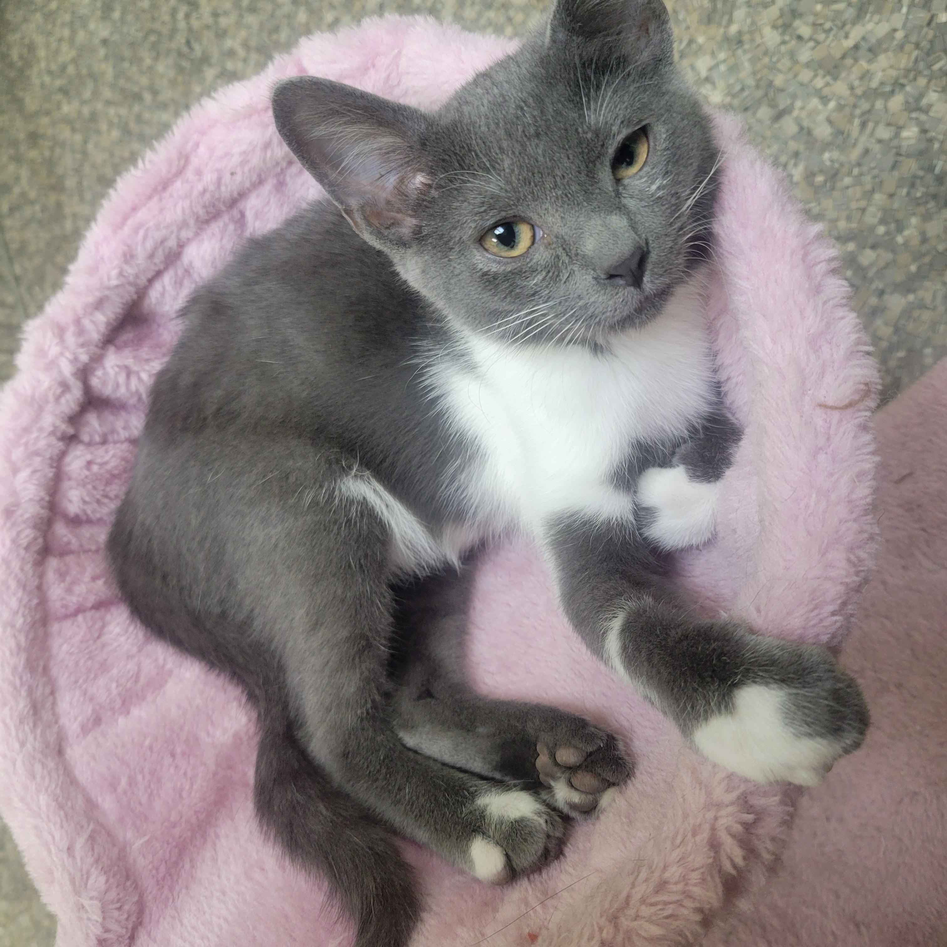 Enlarge Mittens, a ADOPTABLE Domestic Short Hair in Memphis, TN image 2/3