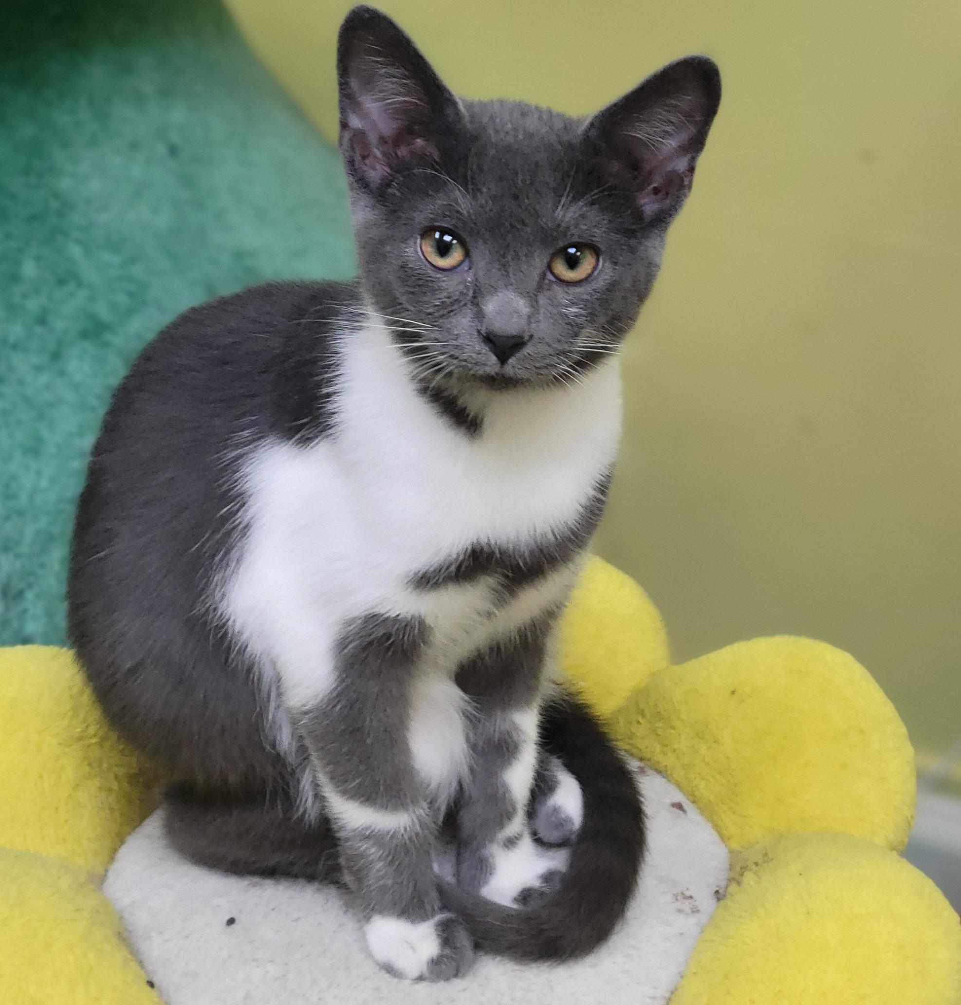 Enlarge Mittens, a ADOPTABLE Domestic Short Hair in Memphis, TN image 1/3