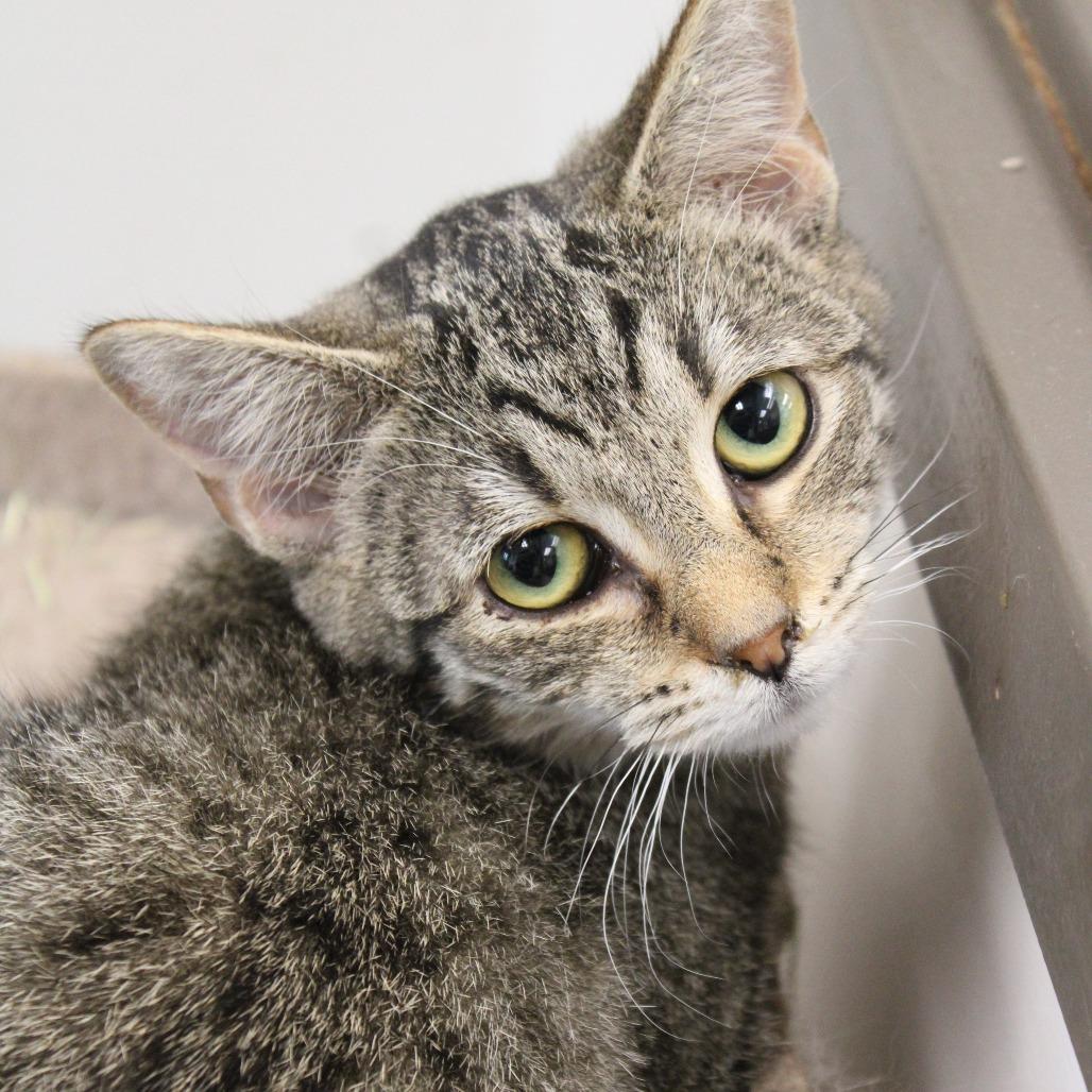 Dena, Adoptable, Kitten Female Domestic Short Hair.
