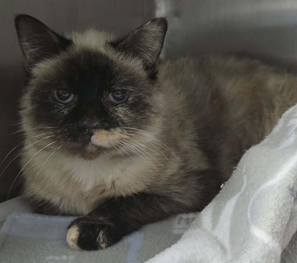 Lucy, Adoptable, Senior Female Siamese.