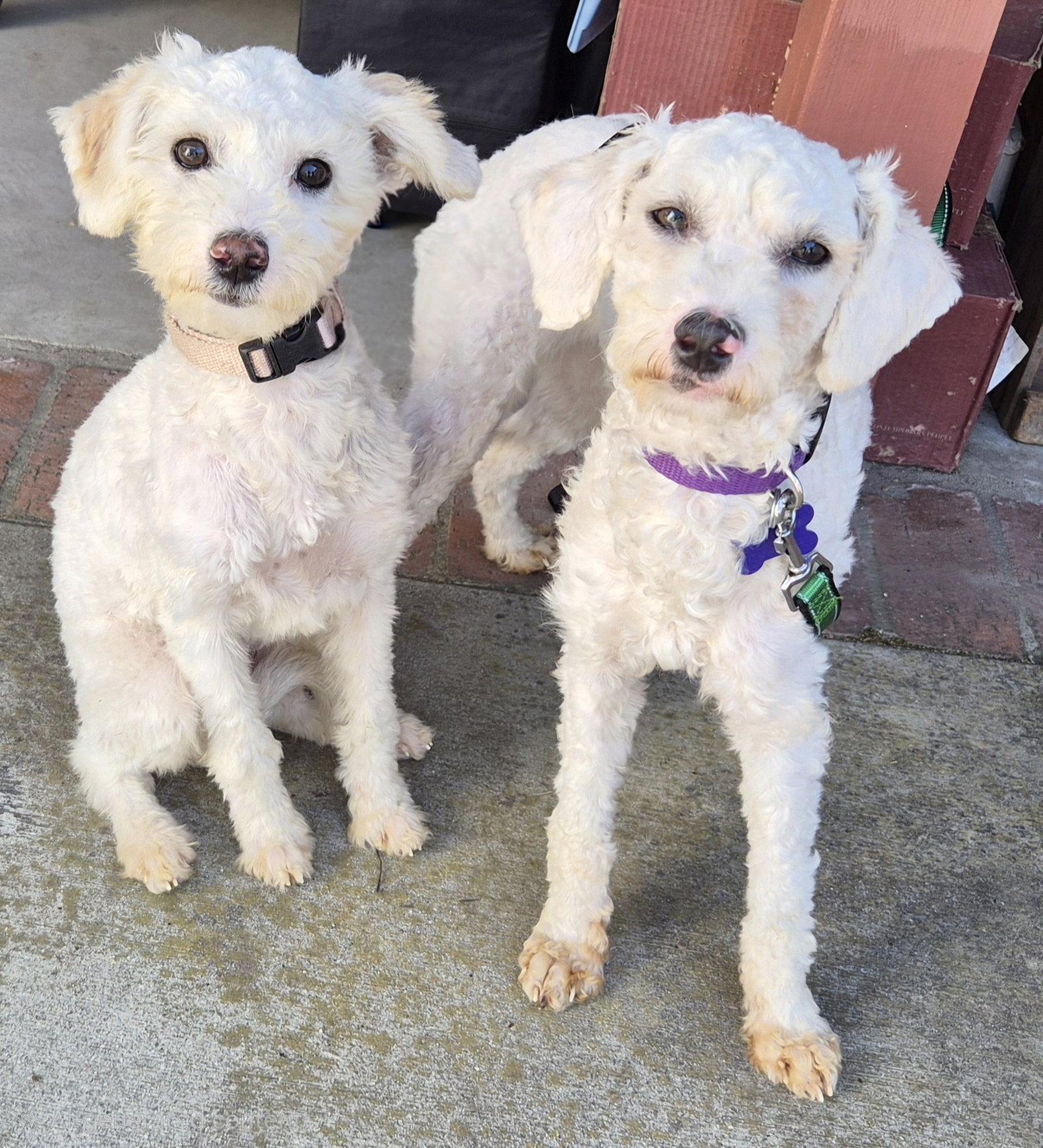 Elsa and Maria, Adoptable, Young Female Poodle.