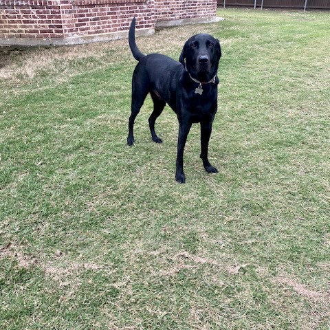 Jet, a Adoptable Labrador Retriever in Breckenridge, CO image 1/10