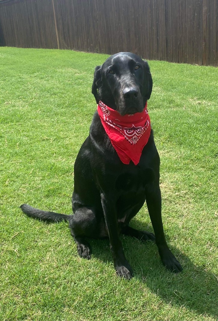 Jet, a Adoptable Labrador Retriever in Breckenridge, CO image 2/10