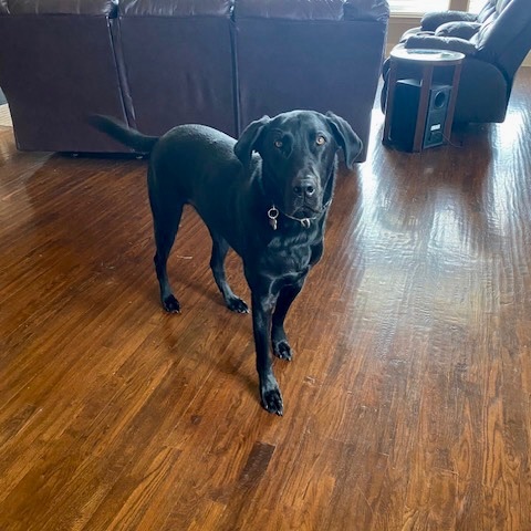 Jet, a Adoptable Labrador Retriever in Breckenridge, CO image 3/10