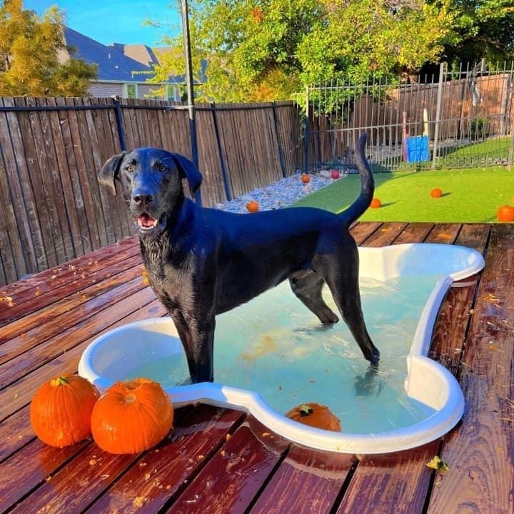 Jet, a Adoptable Labrador Retriever in Breckenridge, CO image 4/10
