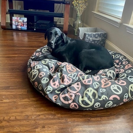 Jet, a Adoptable Labrador Retriever in Breckenridge, CO image 5/10