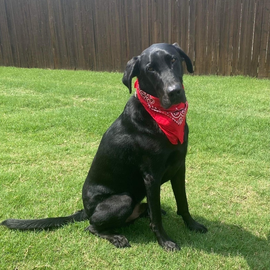 Jet, a Adoptable Labrador Retriever in Breckenridge, CO image 6/10