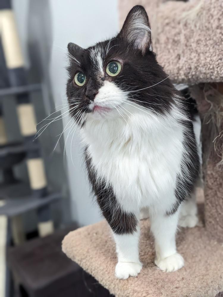 Isla, Adoptable, Senior Female Domestic Long Hair.