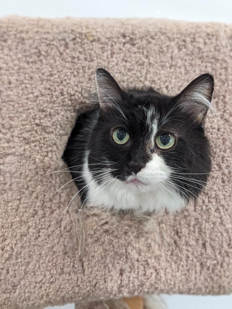 Isla, a Adoptable Domestic Long Hair in Lewisburg, TN image 2/3