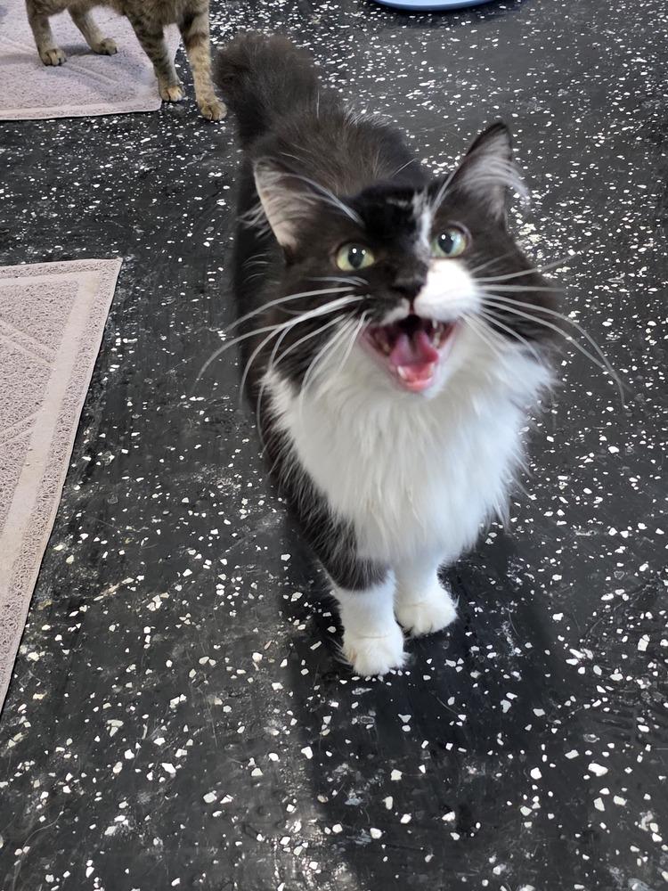 Enlarge Isla, a Adoptable Domestic Long Hair in Lewisburg, TN image 3/5