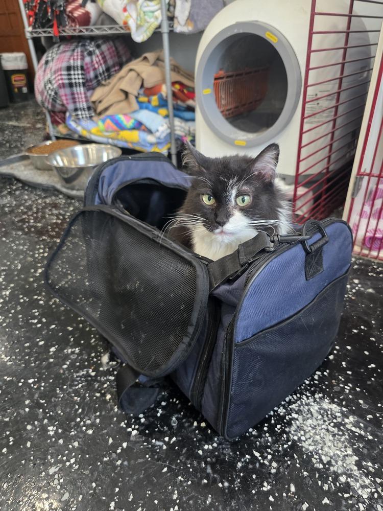 Enlarge Isla, a Adoptable Domestic Long Hair in Lewisburg, TN image 4/5