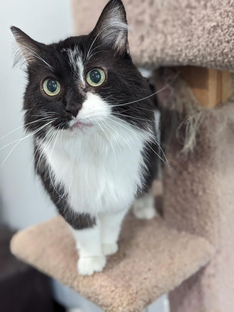 Isla, a Adoptable Domestic Long Hair in Lewisburg, TN image 3/3