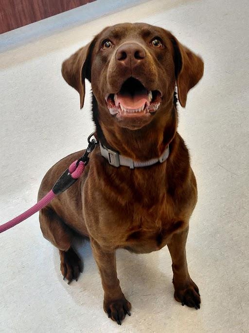 Roomie, adopted, Young Female Labrador Retriever.