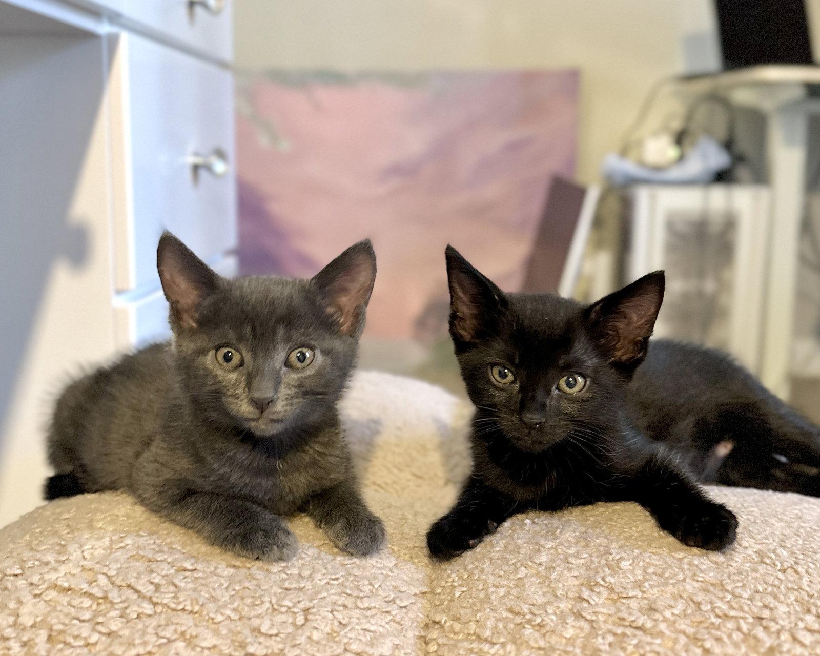 Totoro, Adopted, Kitten Female Russian Blue & Domestic Short Hair.