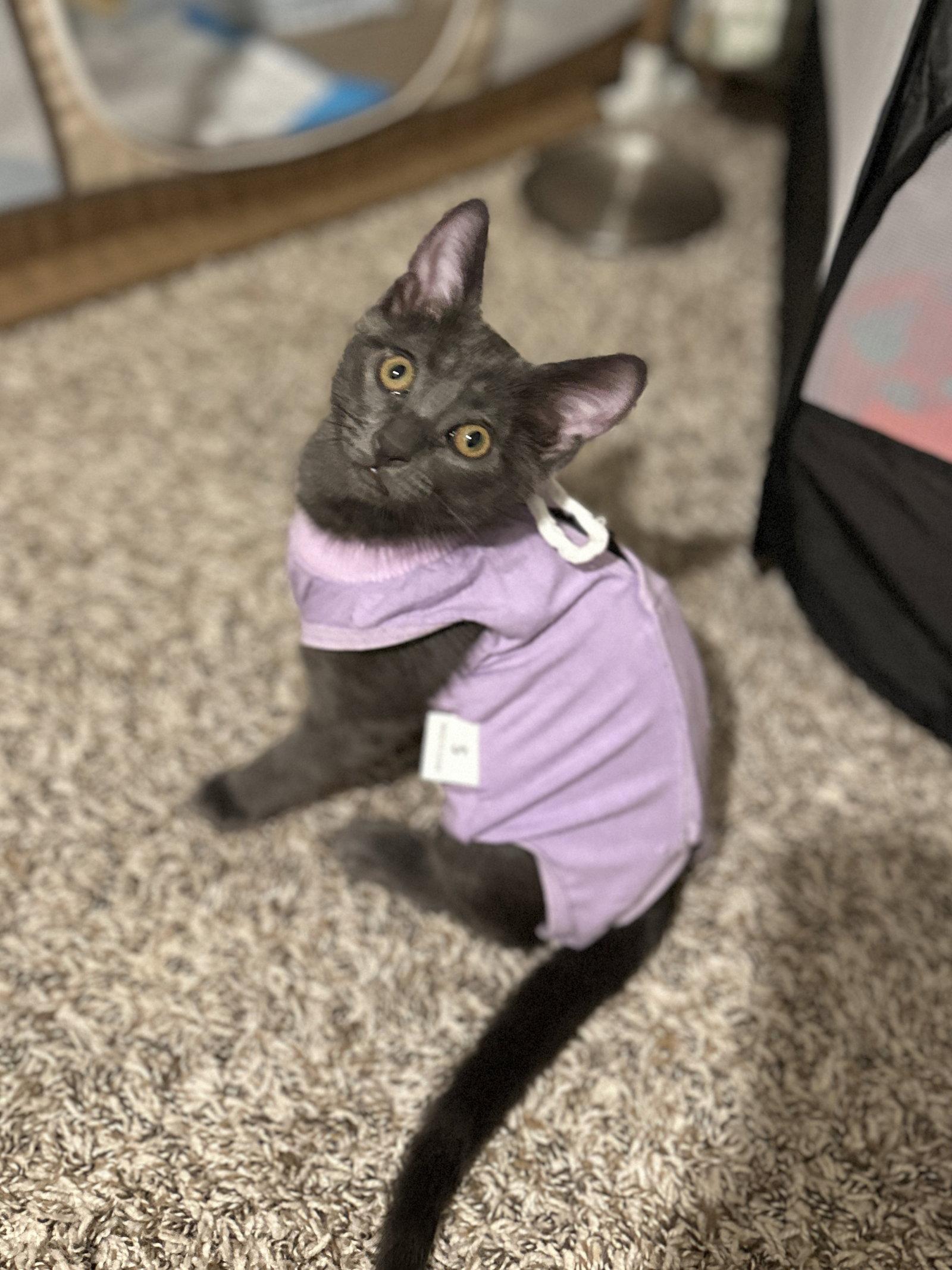 Totoro, a Adopted mixed breed in Laguna Niguel, CA image 2/3