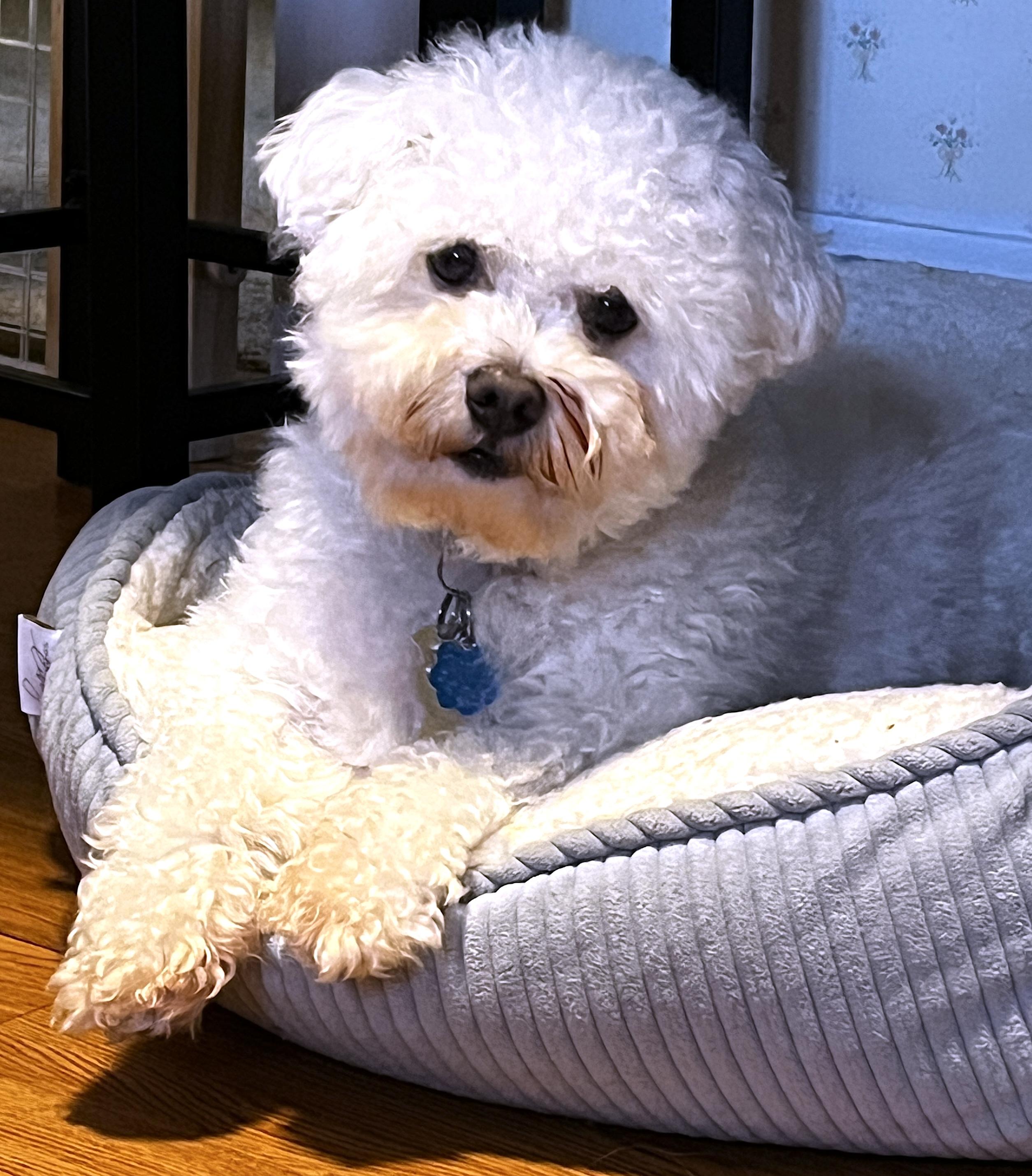 Enlarge Charlie, a Adopted Bichon Frise in Newton, NJ image 2/3