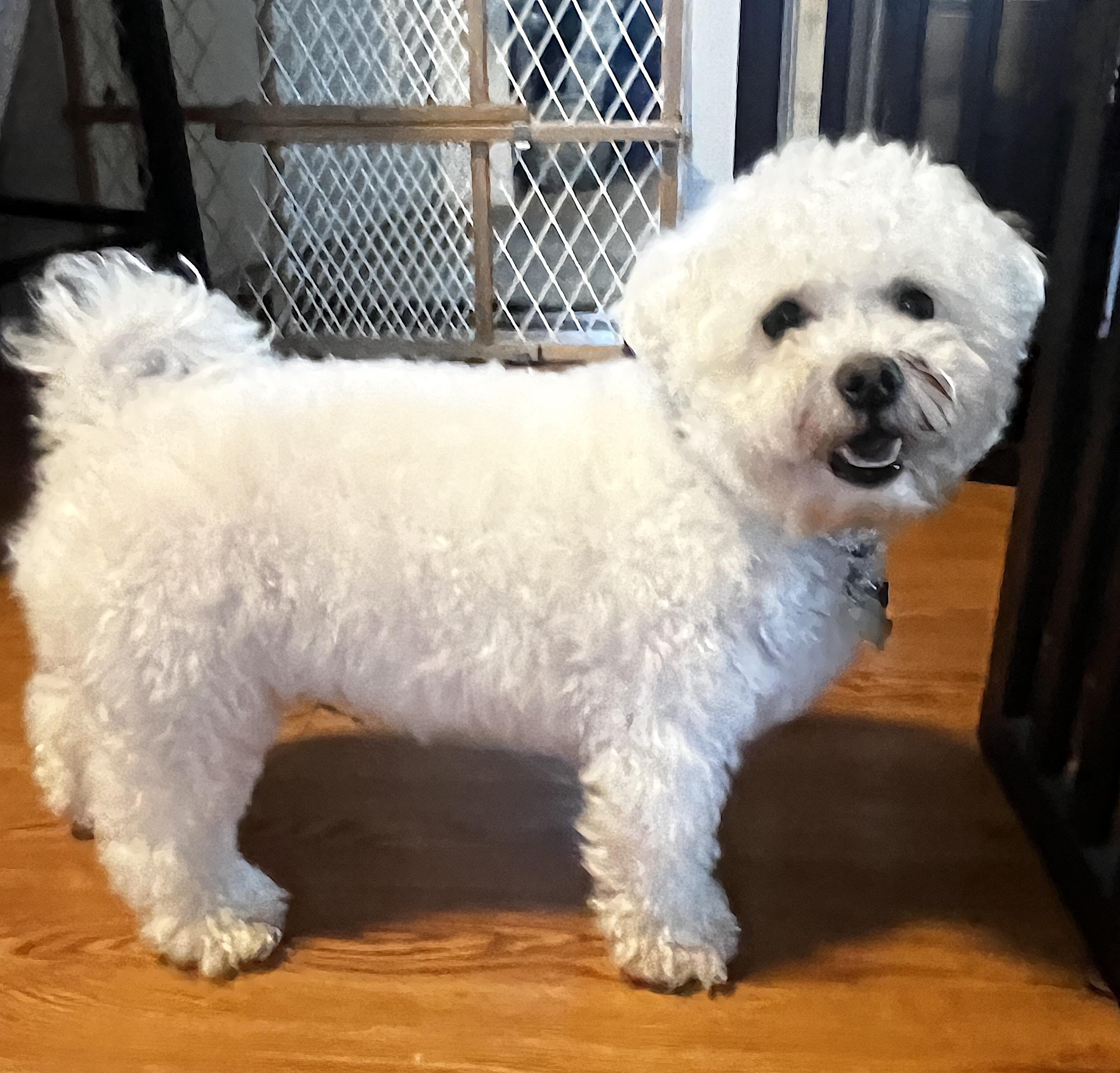 Enlarge Charlie, a Adopted Bichon Frise in Newton, NJ image 3/3