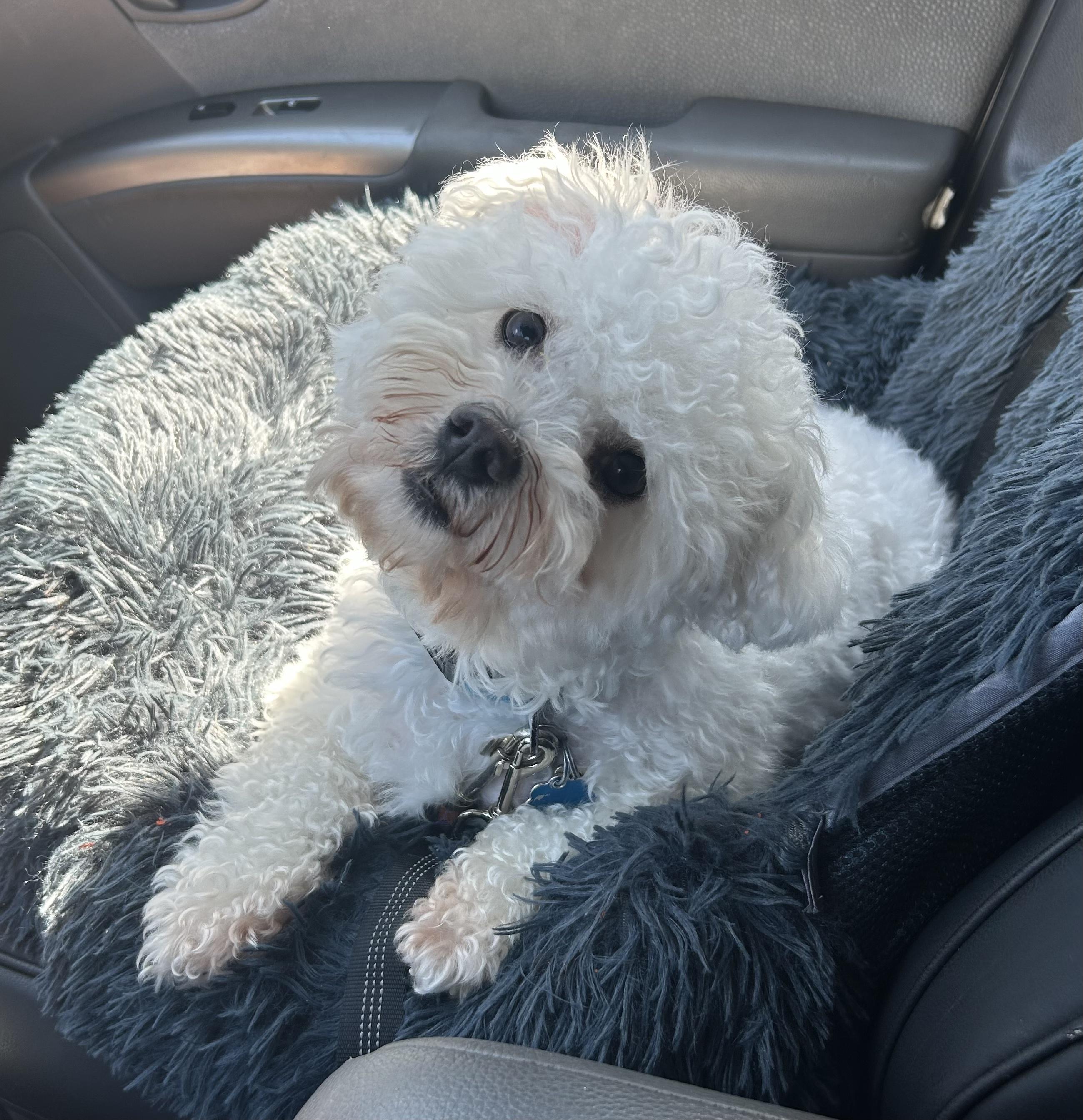 Charlie, Adopted, Young Male Bichon Frise.
