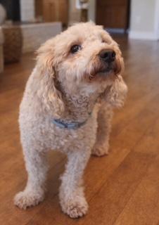 Max, ADOPTABLE, Young Male Bichon Frise.