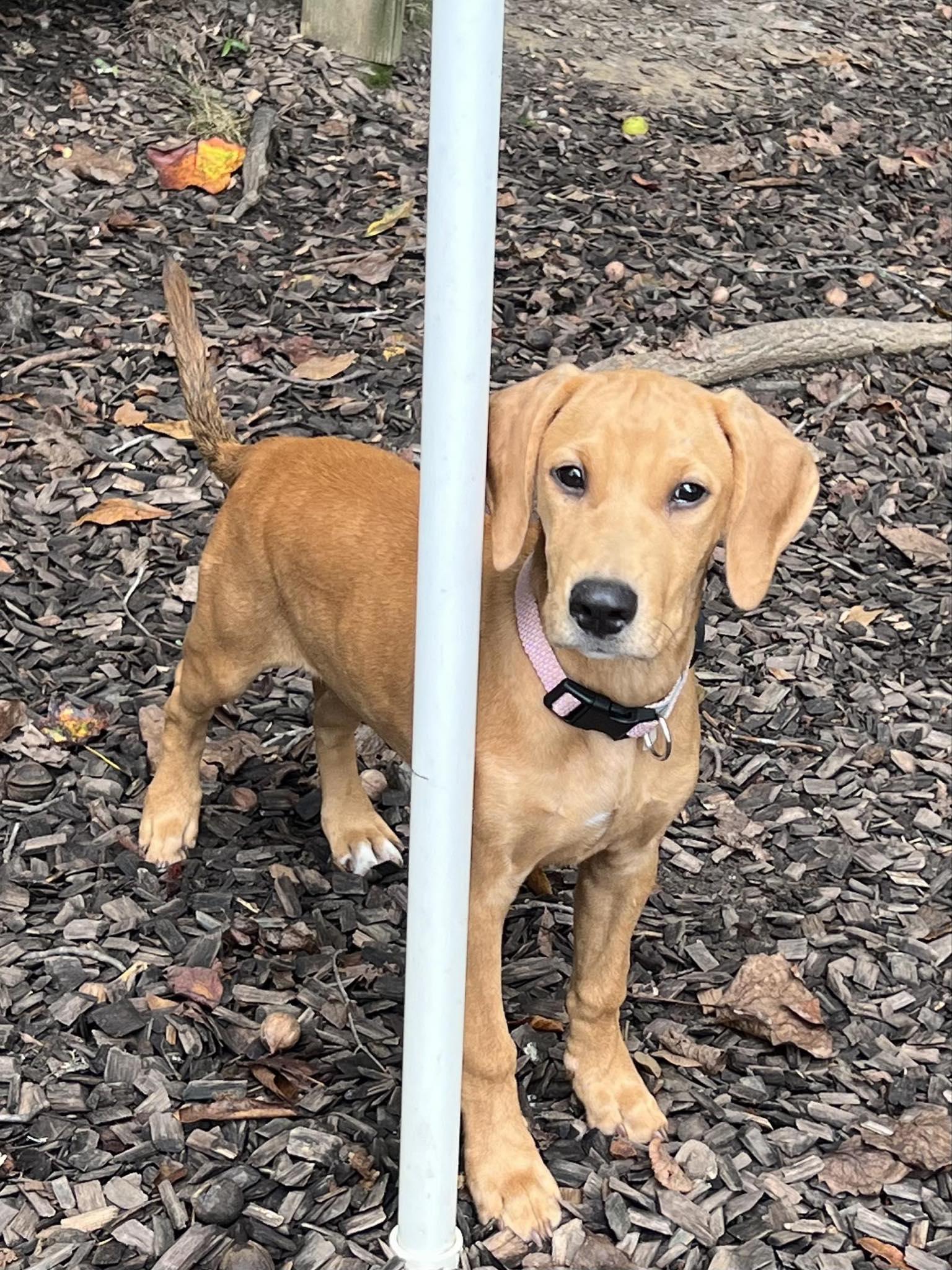 Enlarge Sage, a Adoptable mixed breed in Prince Frederick, MD image 3/4