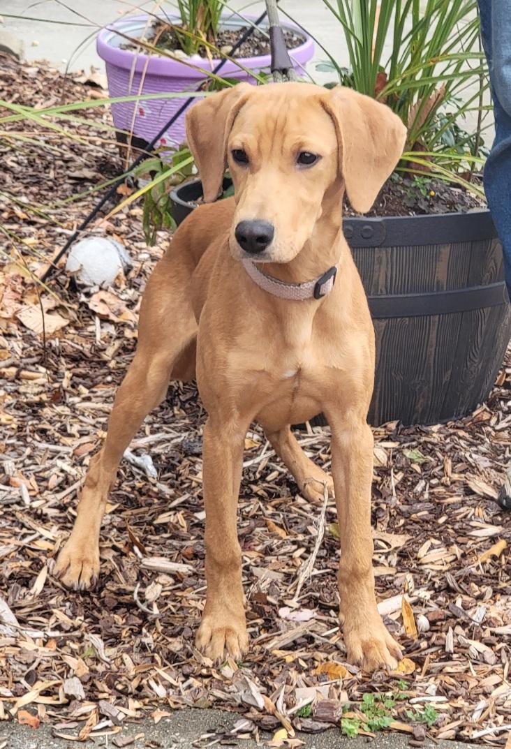 Enlarge Sage, a Adoptable mixed breed in Prince Frederick, MD image 4/4