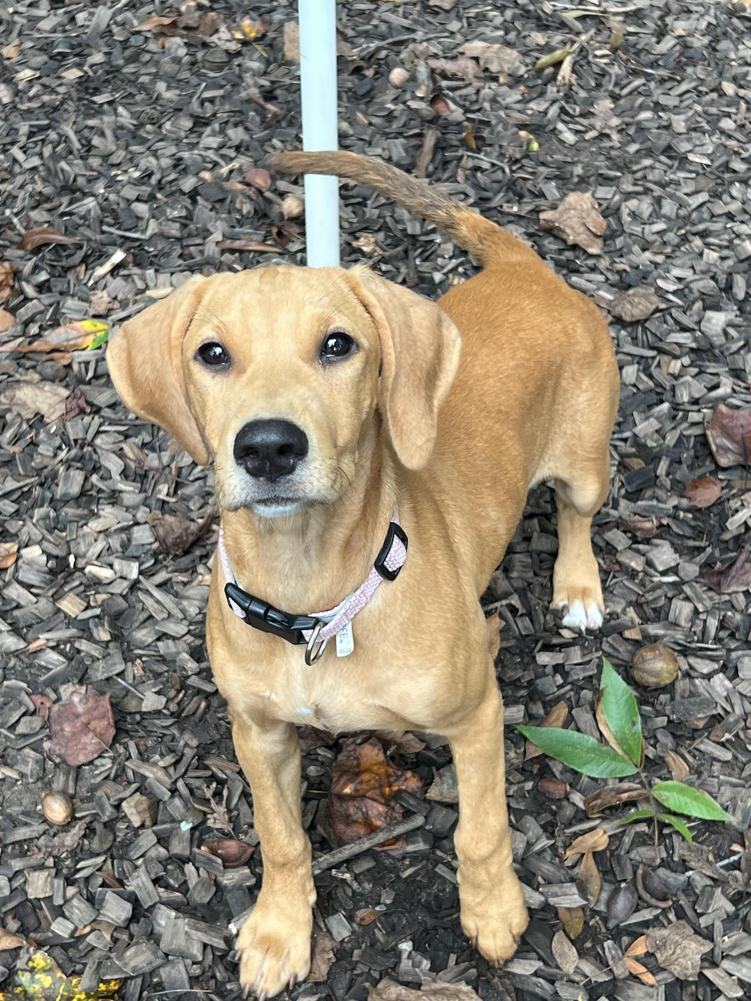 Enlarge Sage, a Adoptable mixed breed in Prince Frederick, MD image 2/4