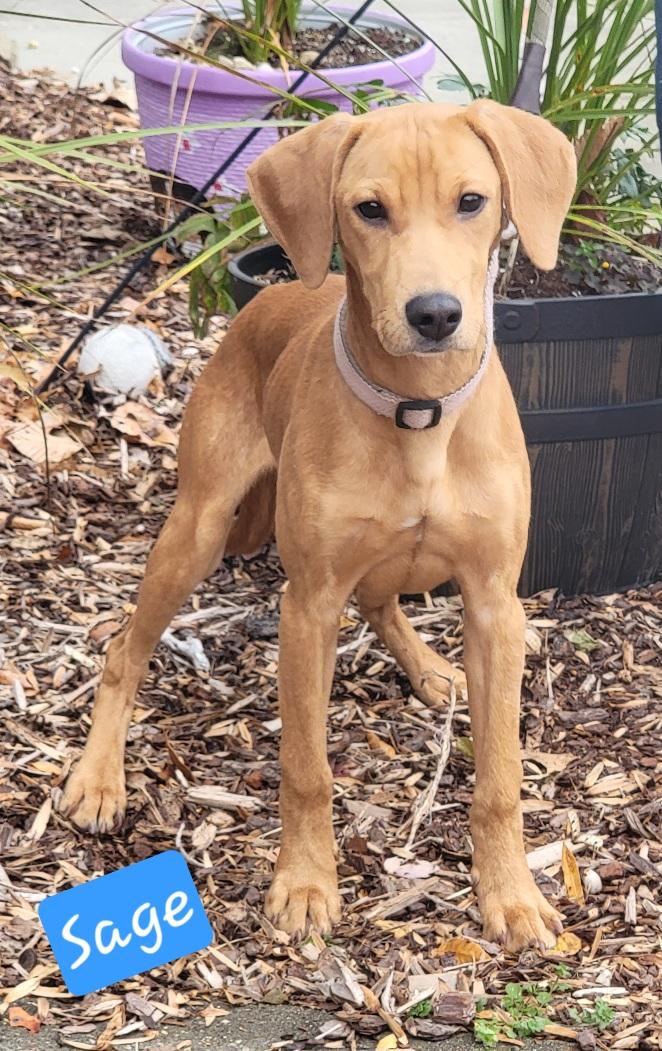 Enlarge Sage, a Adoptable mixed breed in Prince Frederick, MD image 1/4