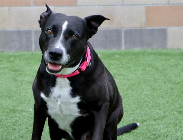 ARYA, Adoptable, Adult Female Pit Bull Terrier.