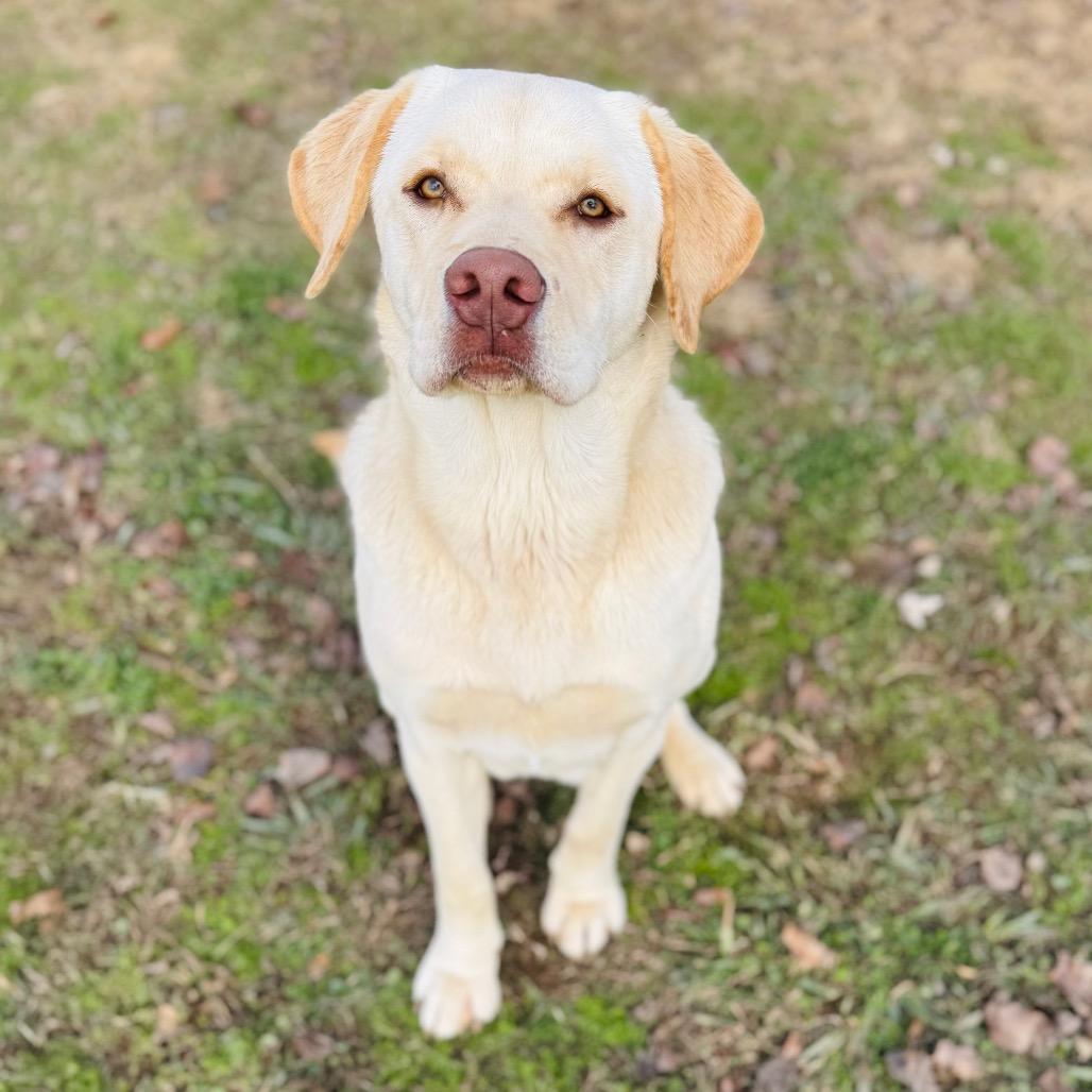 Rocker, Adoptable, Adult Male Labrador Retriever.