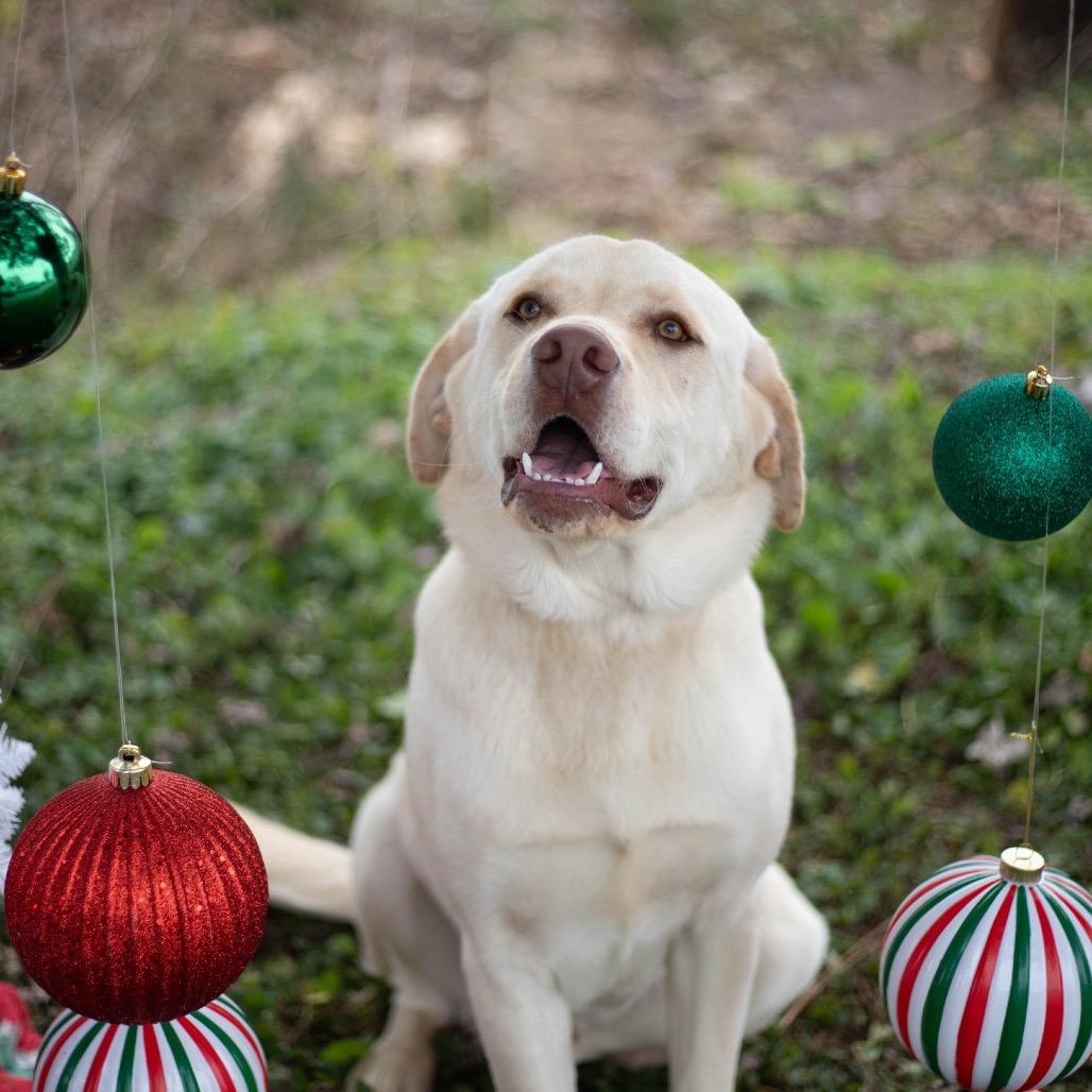 Rocker, a Adoptable mixed breed in Brownsboro, AL image 2/6