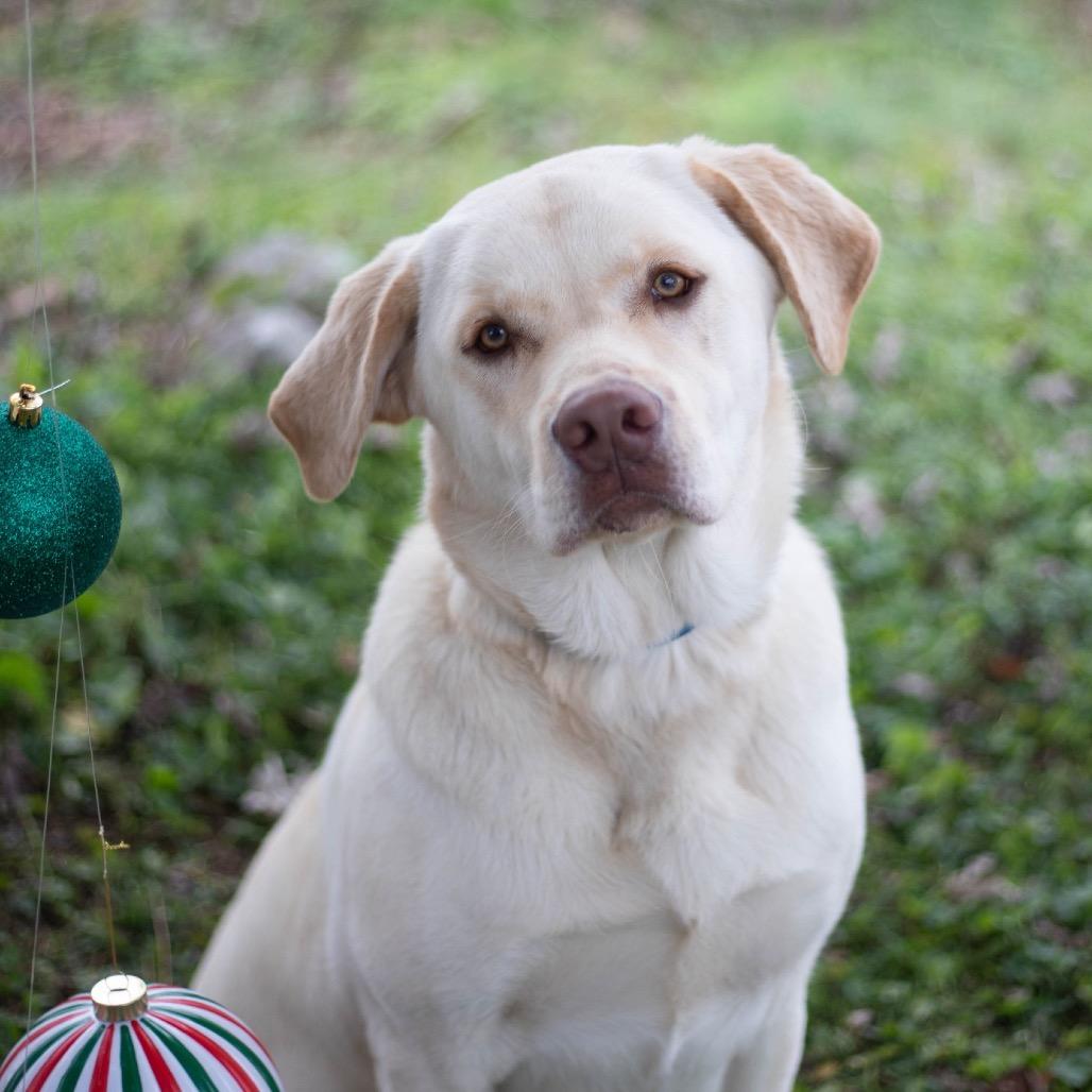 Rocker, a Adoptable mixed breed in Brownsboro, AL image 3/6