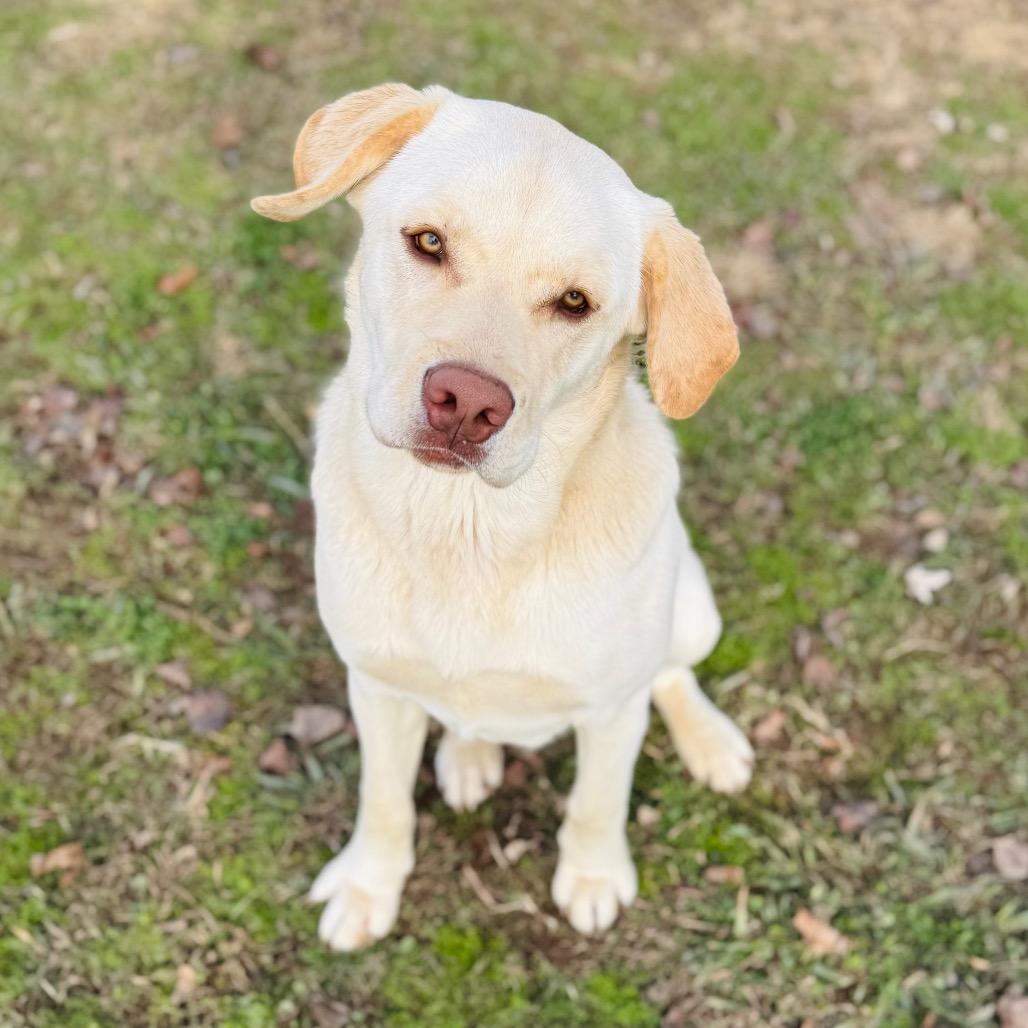 Rocker, a Adoptable mixed breed in Brownsboro, AL image 4/6