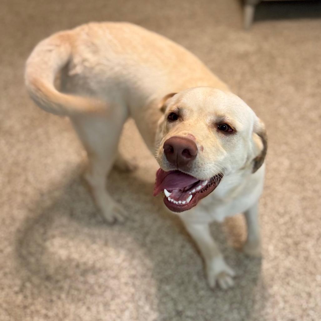 Rocker, a Adoptable mixed breed in Brownsboro, AL image 5/6