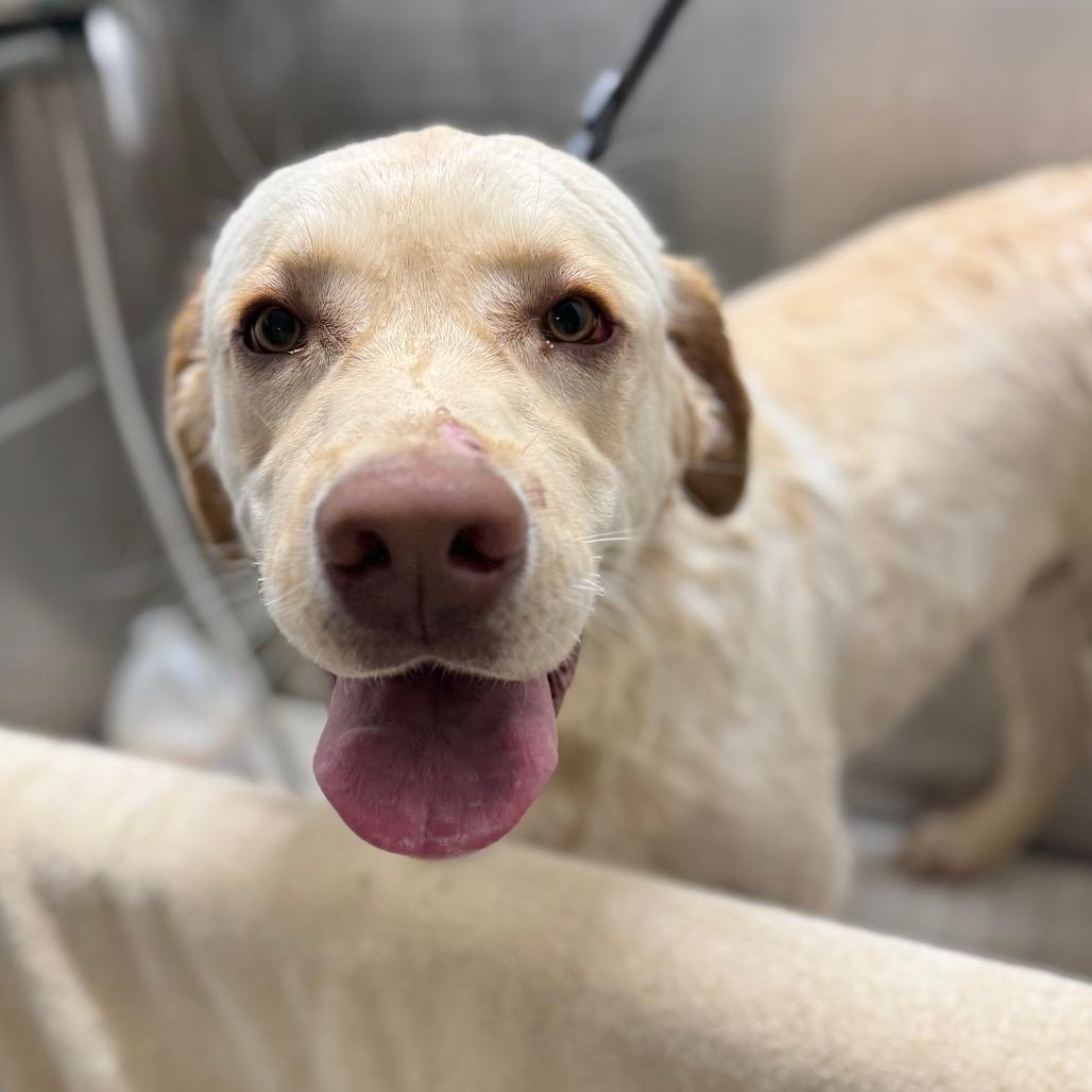 Rocker, a Adoptable mixed breed in Brownsboro, AL image 6/6