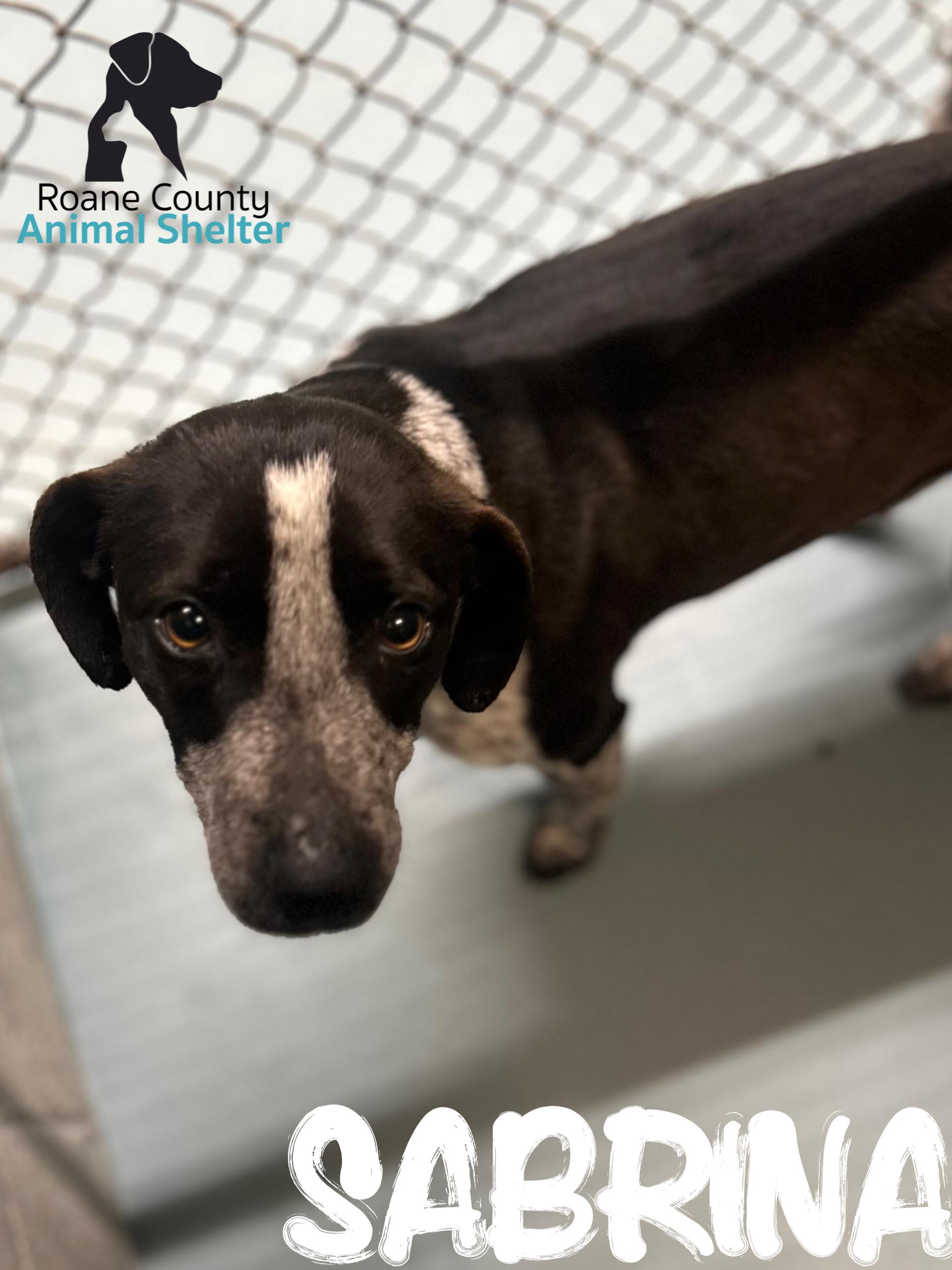 Sabrina , adopted, Young Female Australian Cattle Dog / Blue Heeler.