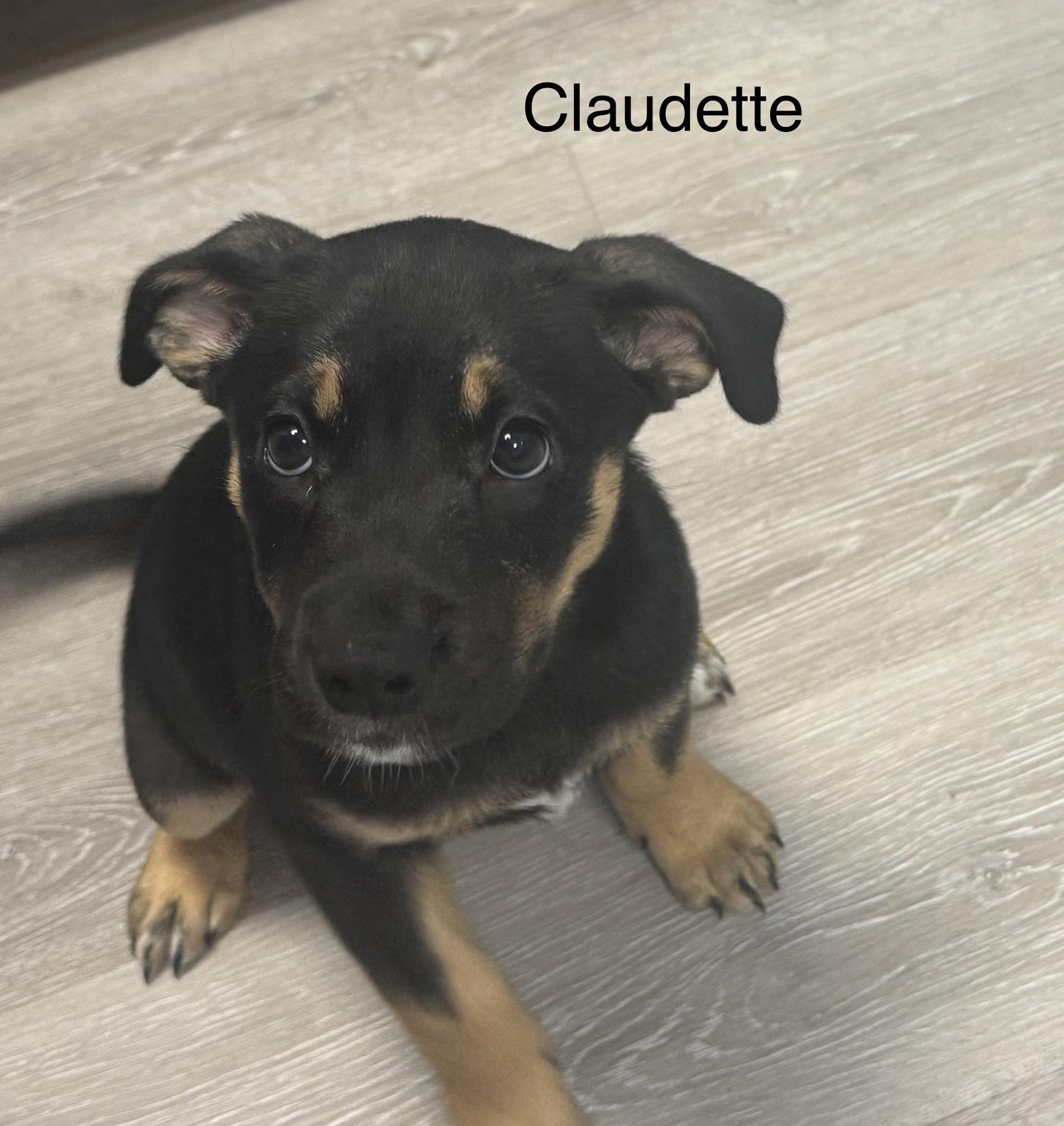 Claudette, adopted, Puppy Female Hound.