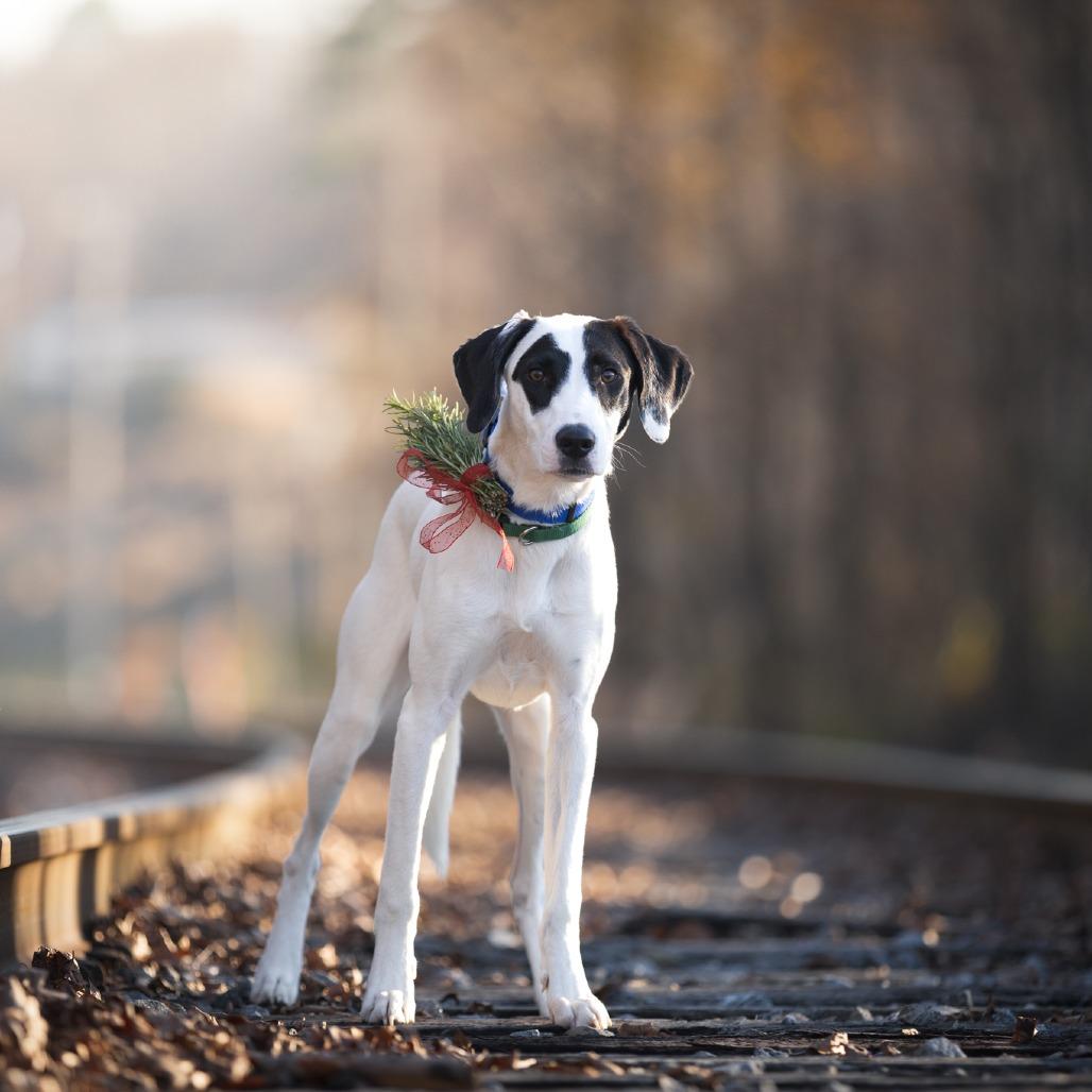 Atticus, a Adoptable mixed breed in Rossville, GA image 2/6