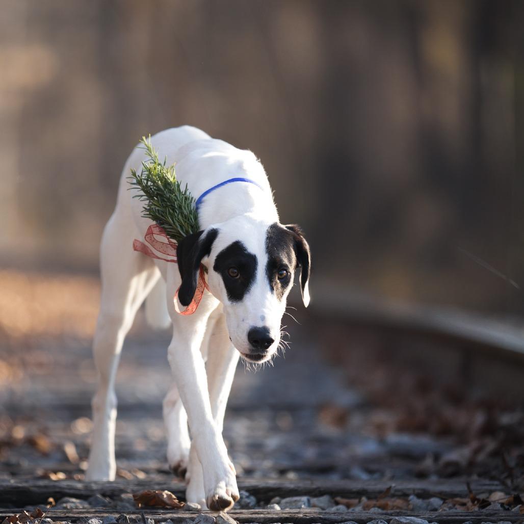 Atticus, a Adoptable mixed breed in Rossville, GA image 3/6