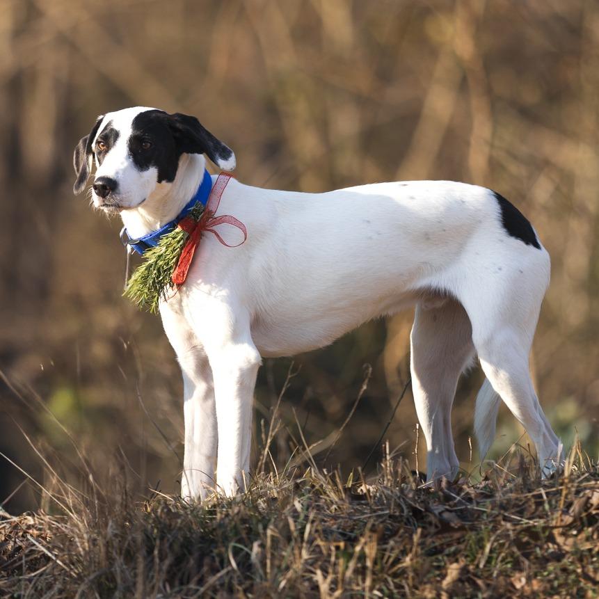 Atticus, a Adoptable mixed breed in Rossville, GA image 4/6
