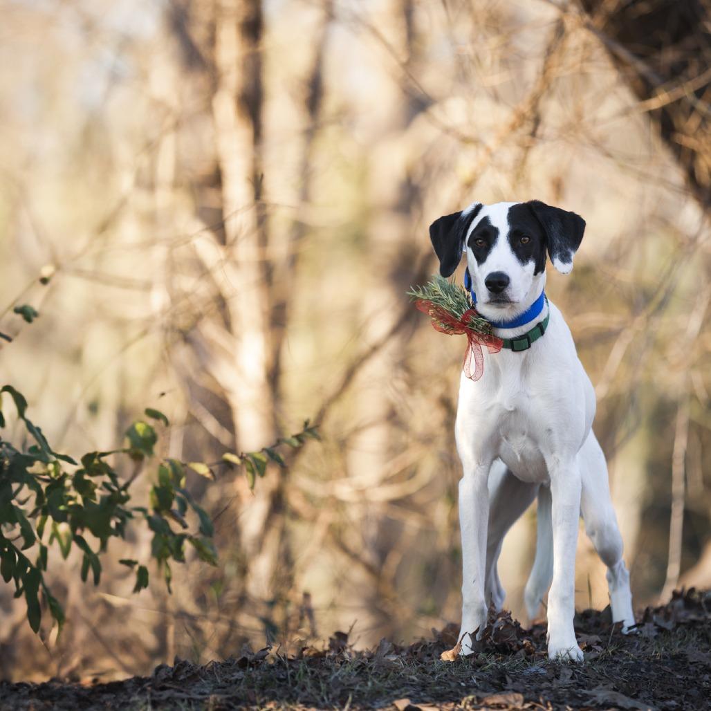 Atticus, a Adoptable mixed breed in Rossville, GA image 5/6