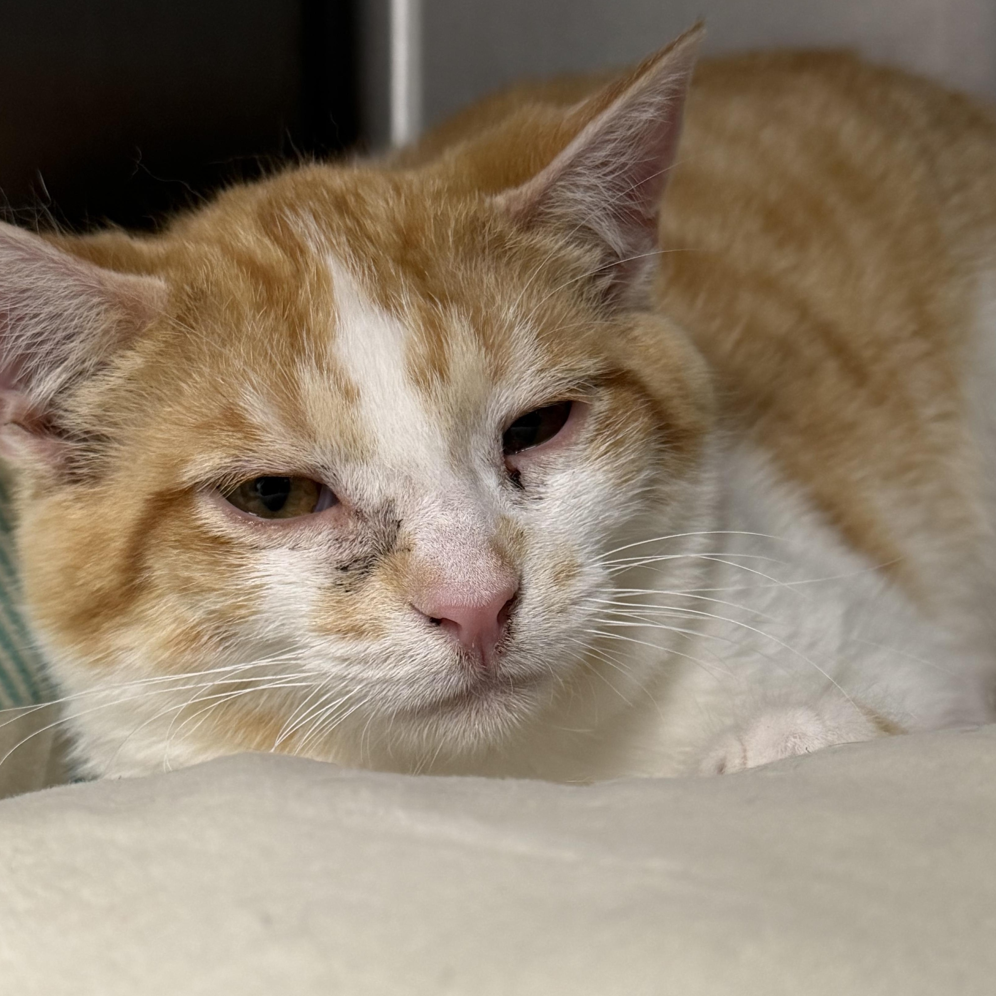 Azul, a ADOPTABLE Domestic Short Hair in Mount Pleasant, MI image 2/3