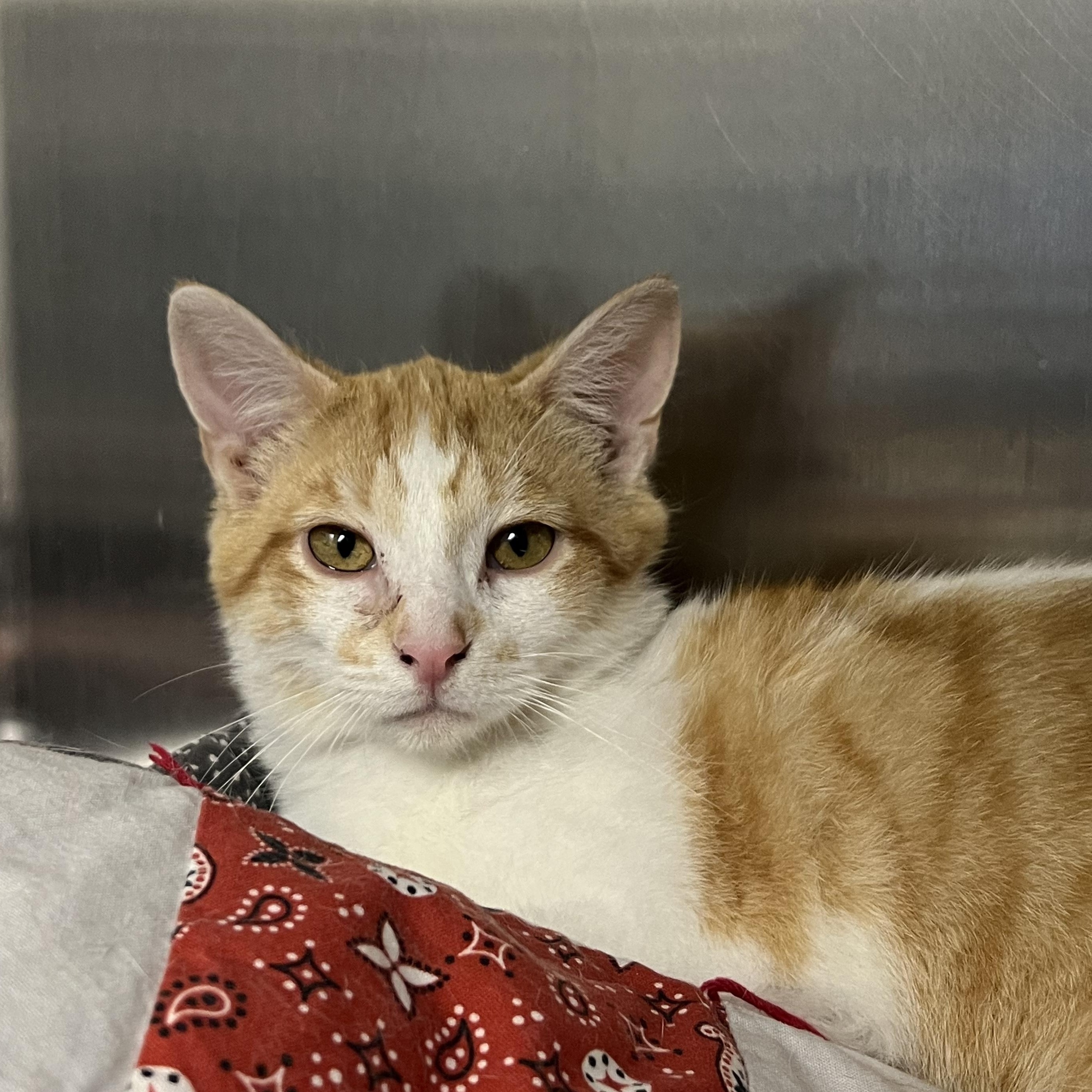 Azul, ADOPTABLE, Kitten Male Domestic Short Hair.