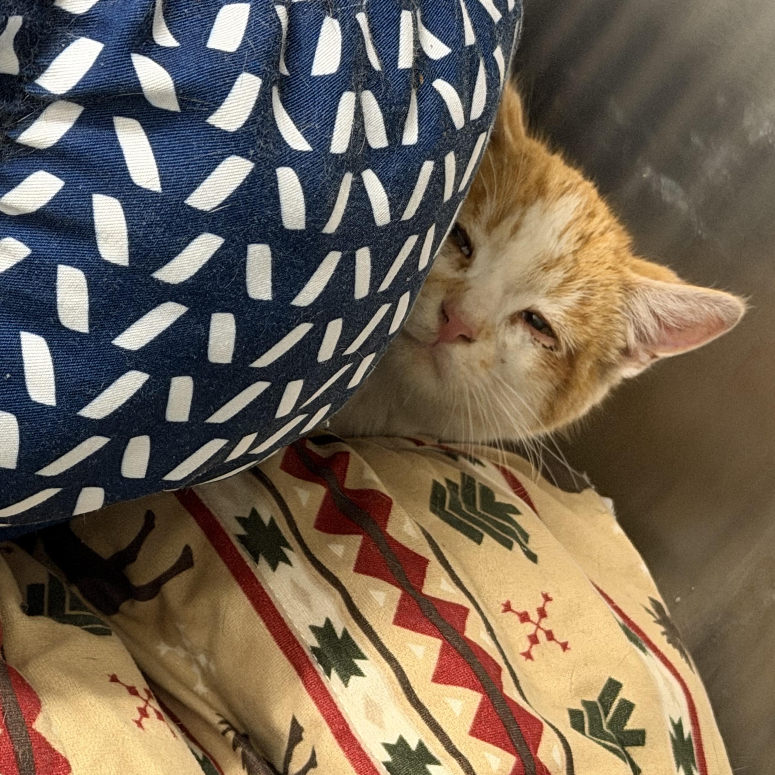 Azul, a ADOPTABLE Domestic Short Hair in Mount Pleasant, MI image 3/3