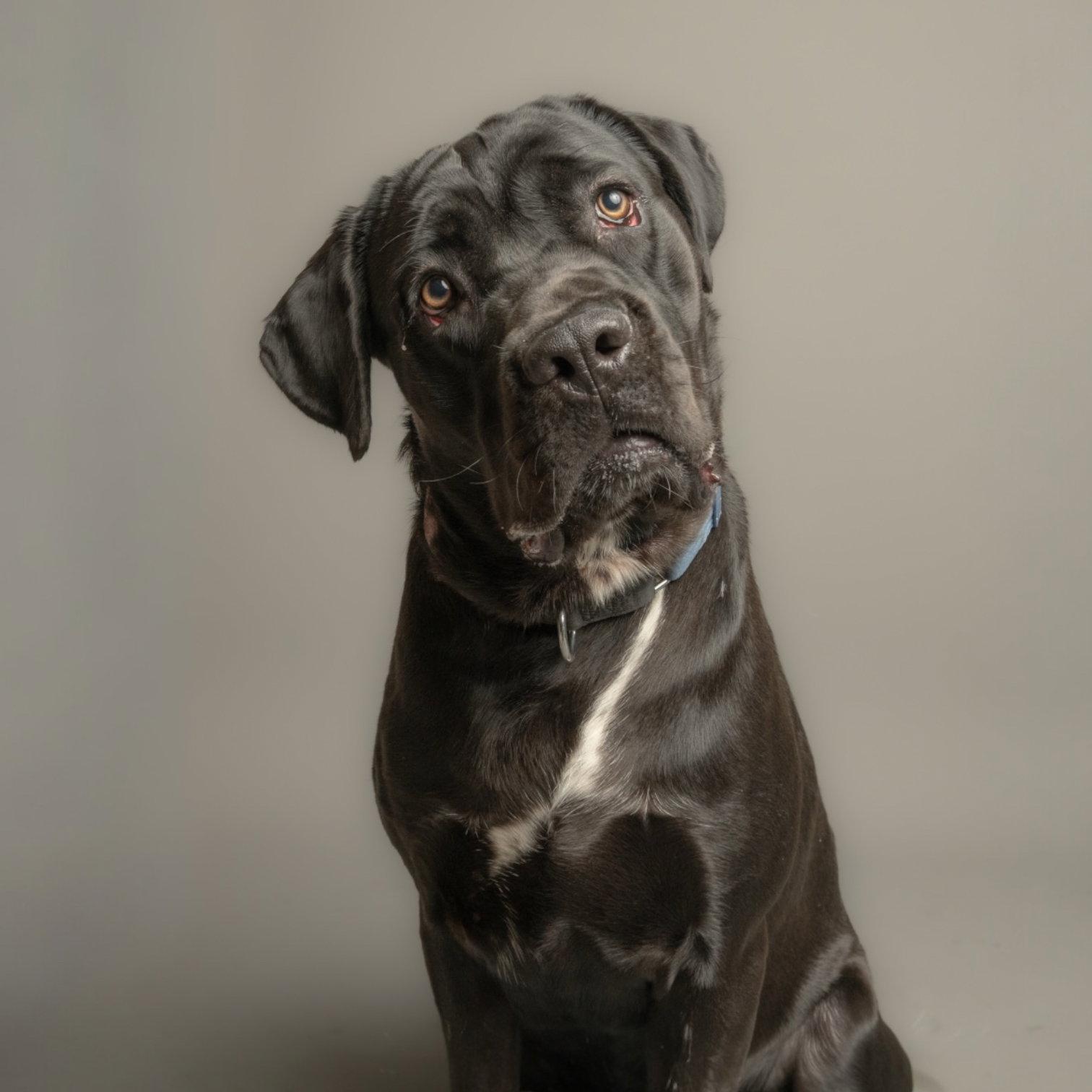 Sirius, Adoptable, Young Male Cane Corso.