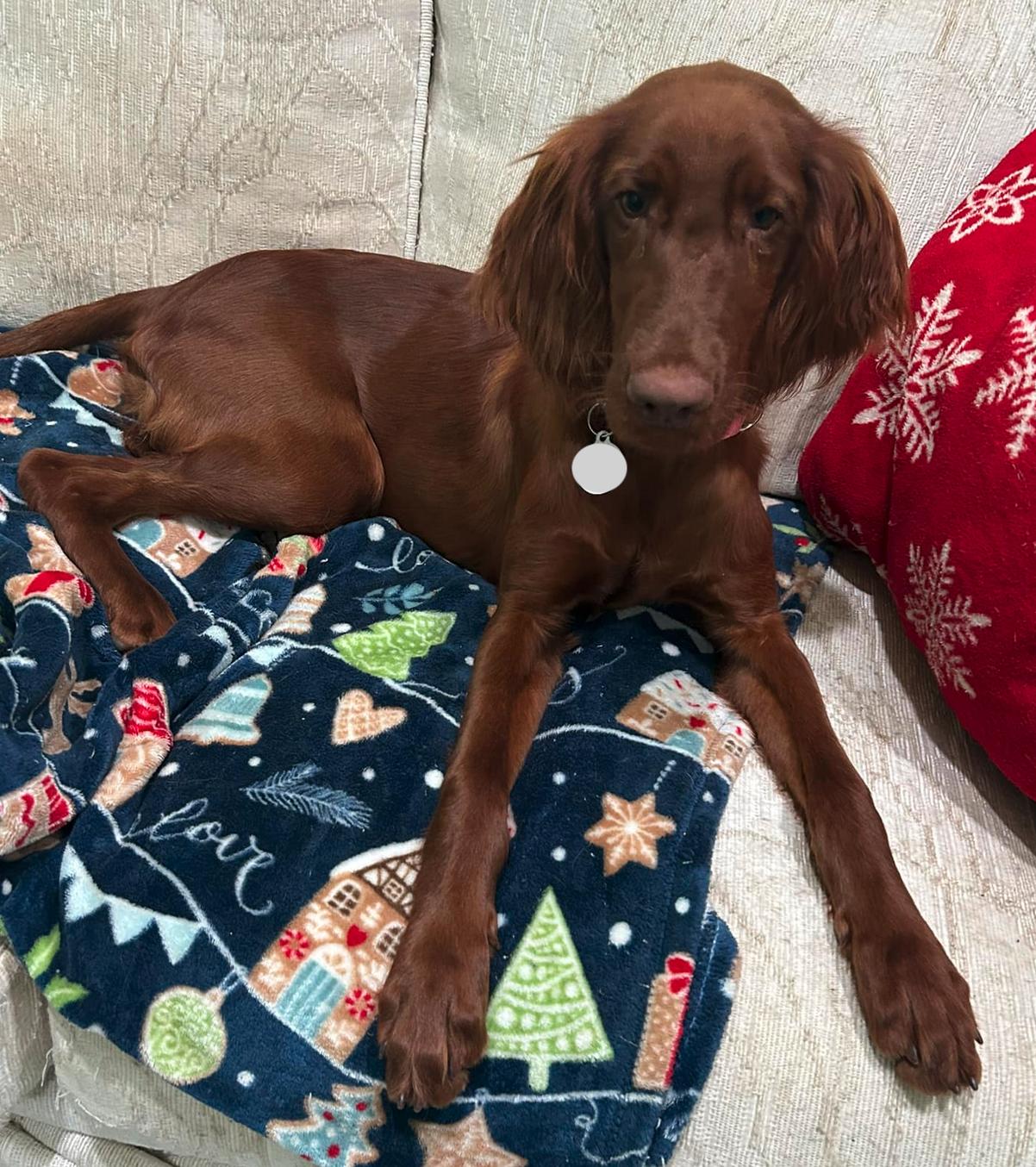 Ruby (ADOPTION PENDING), Adoptable, Young Female Irish Setter.