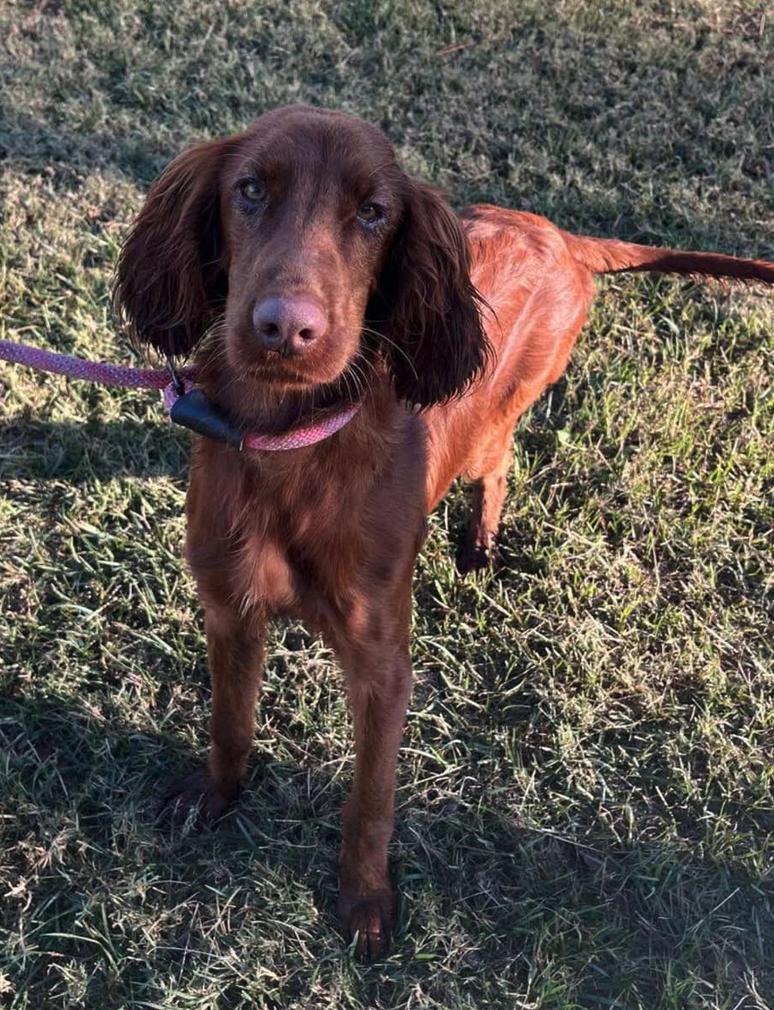 Ruby (ADOPTION PENDING), a Adoptable Irish Setter in Osteen, FL image 2/3